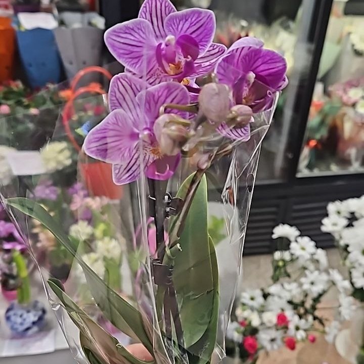 Phalaenopsis - Minifora Lisa