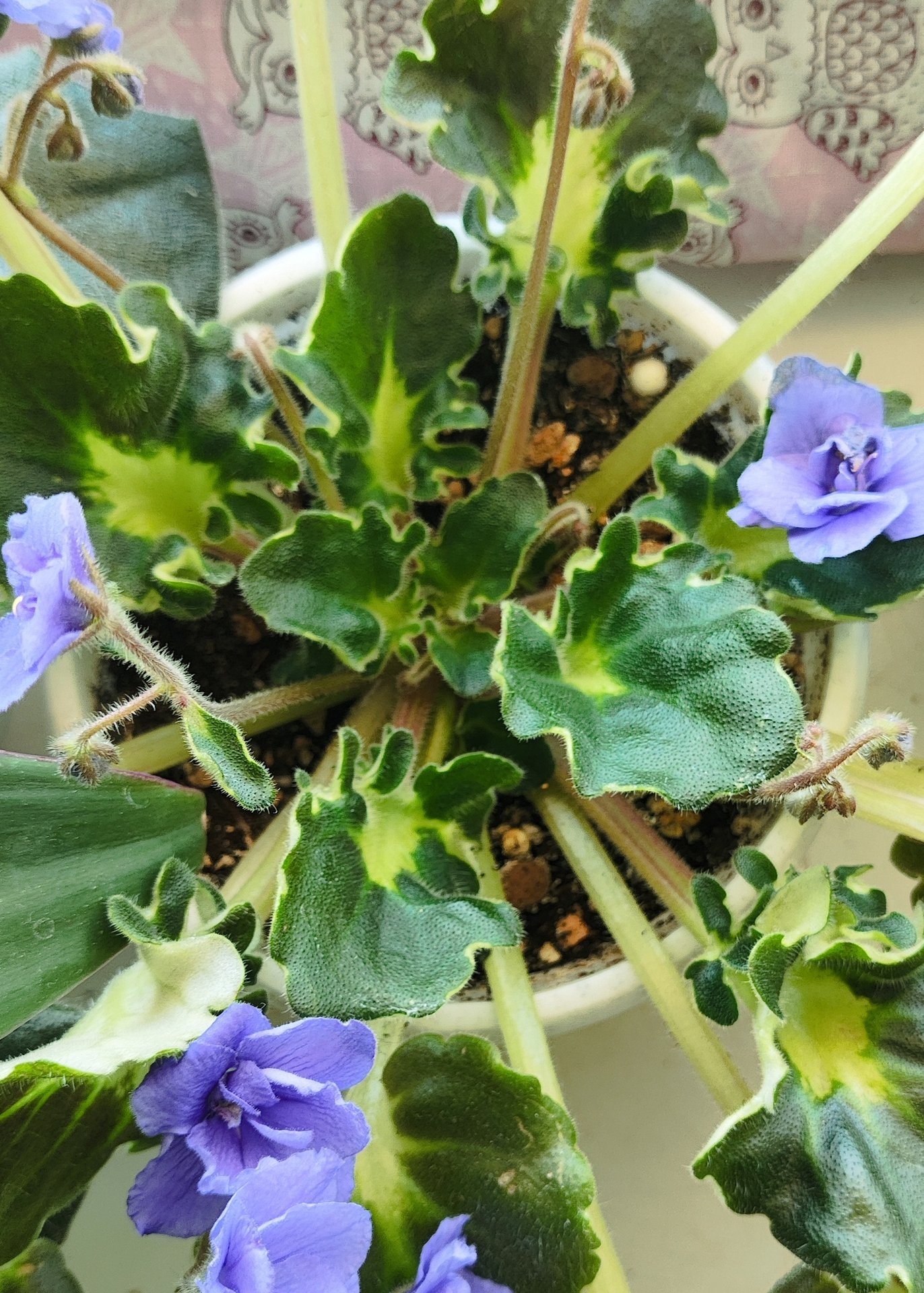 Saintpaulia / Viola - Honey Blue Angel