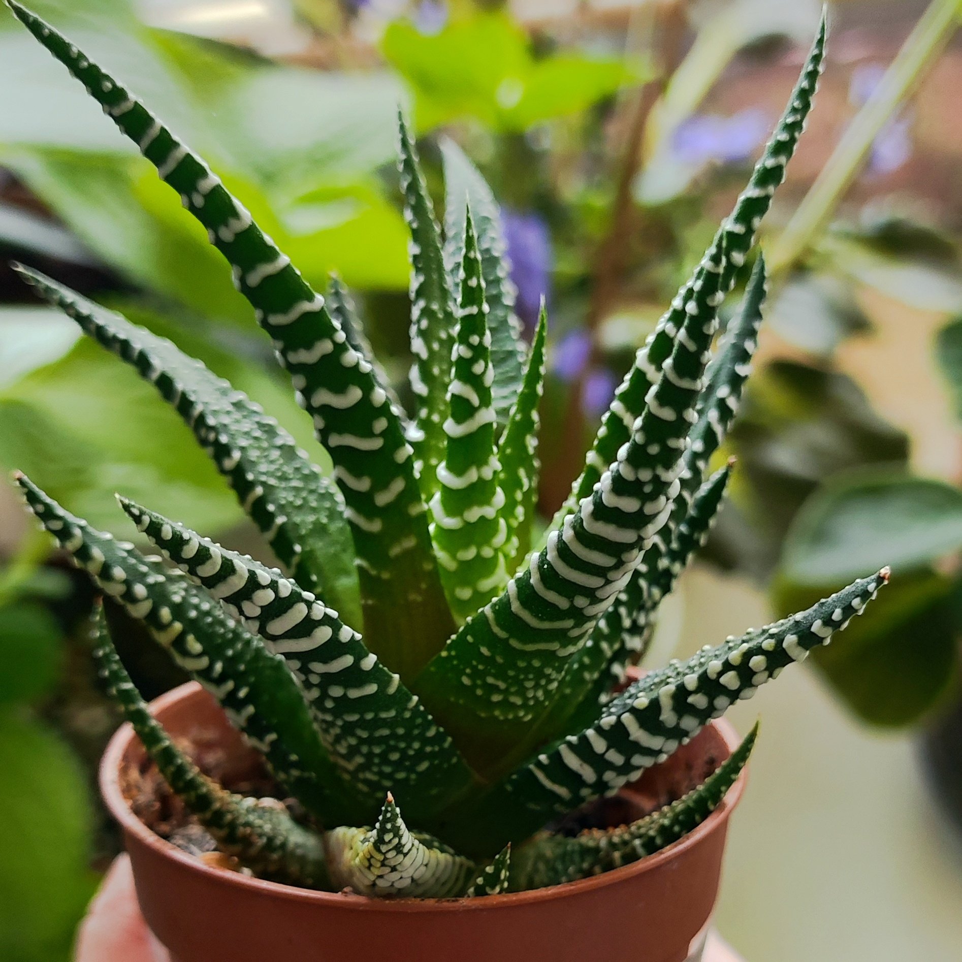 Haworthia - Fasciata