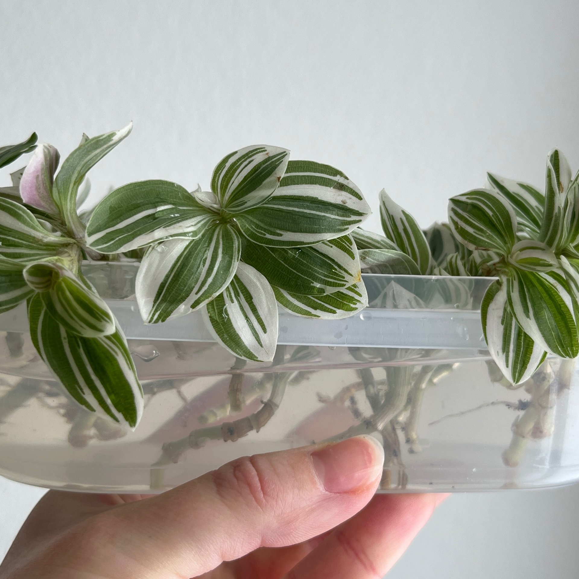 Tradescantia / Rhoeo - Fluminensis