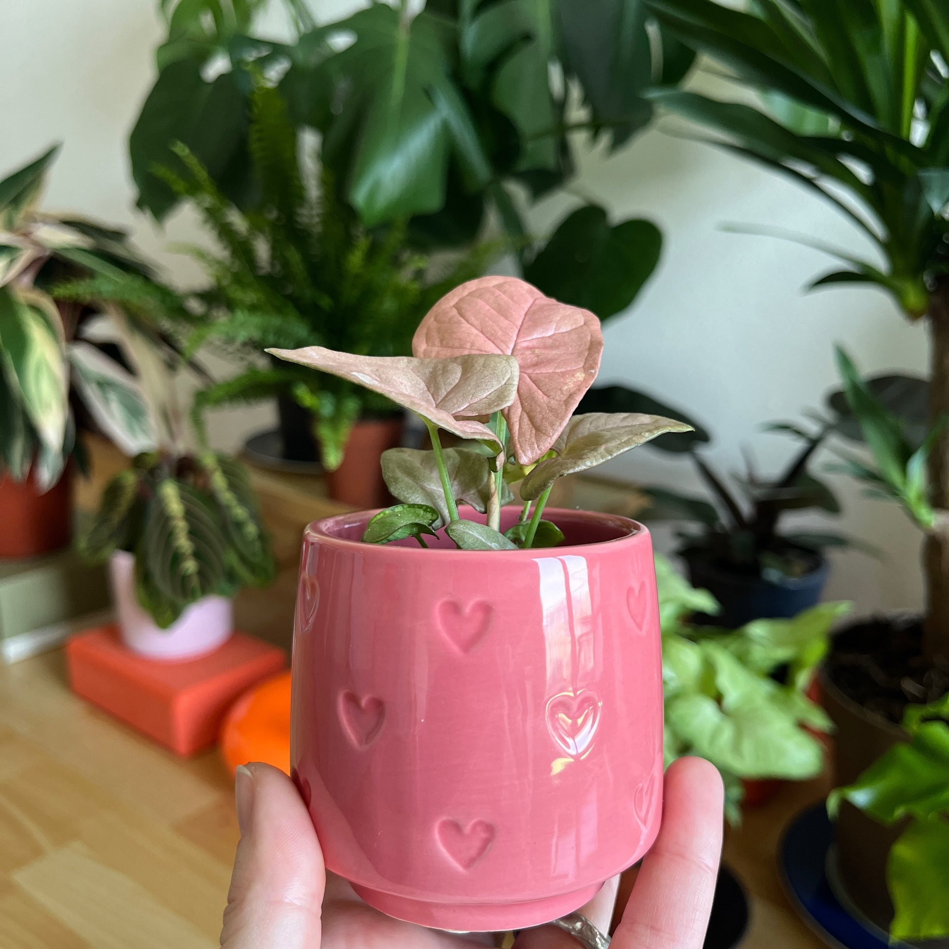 Syngonium - Pink Neon