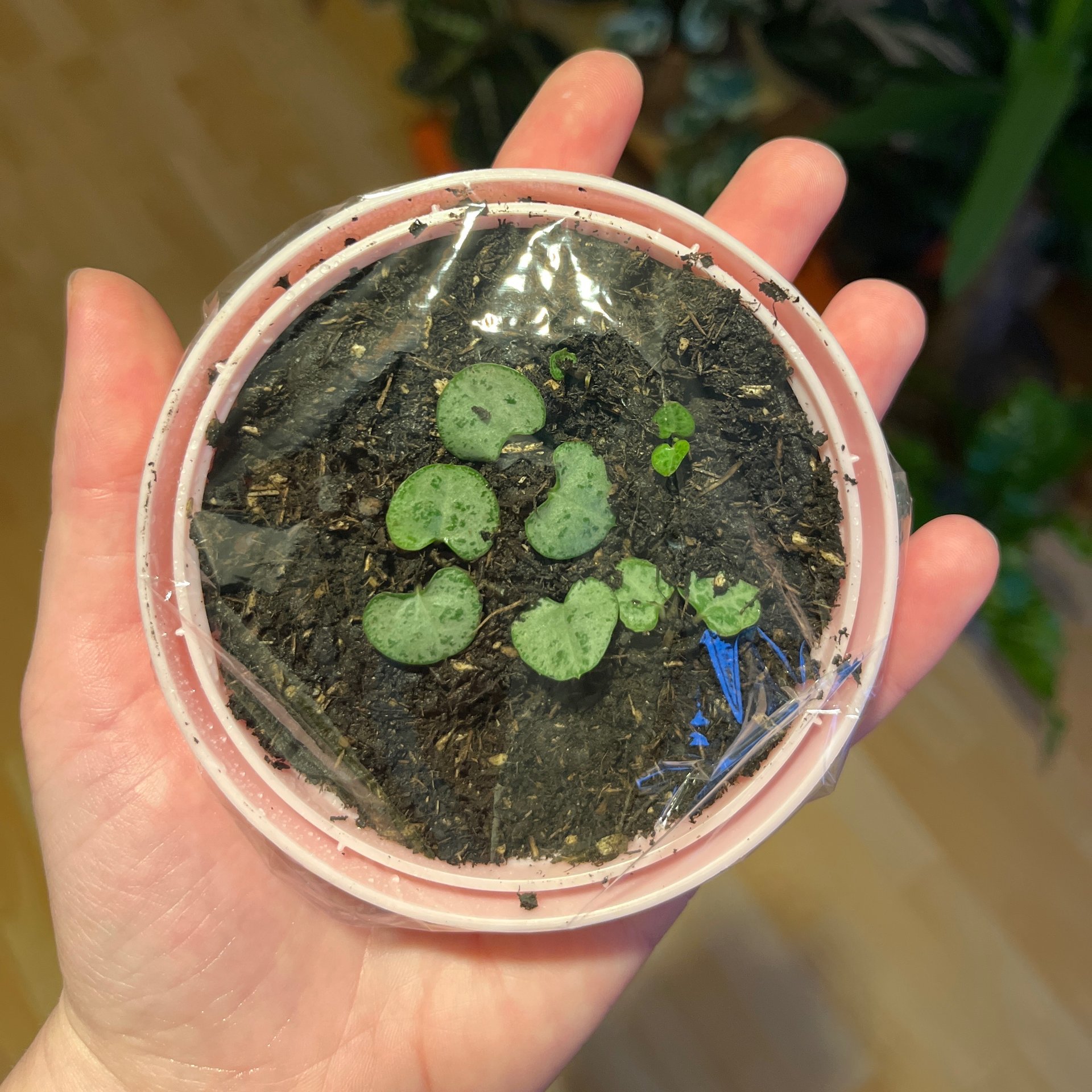 Ceropegia - Woodii Variegata