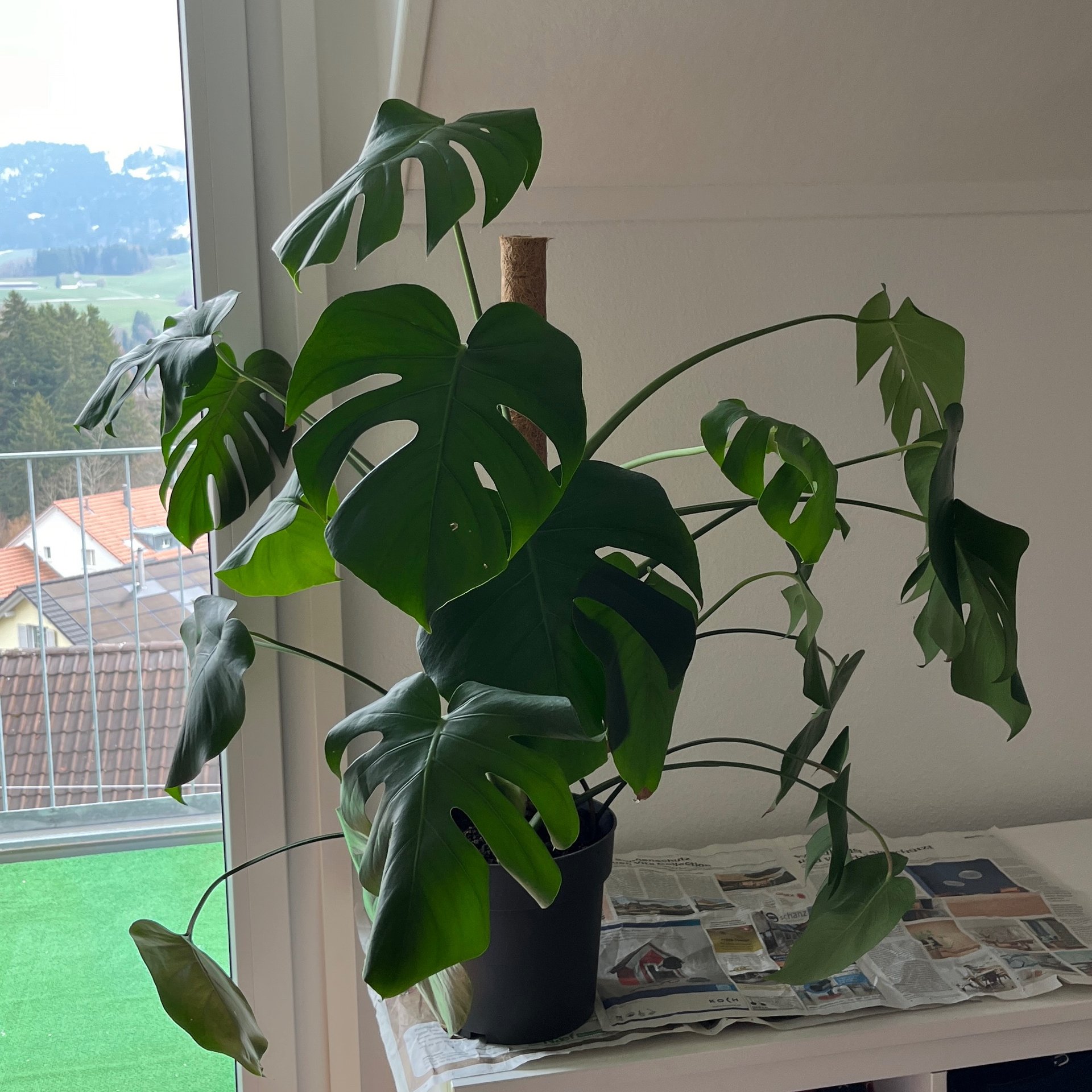 Monstera - Deliciosa