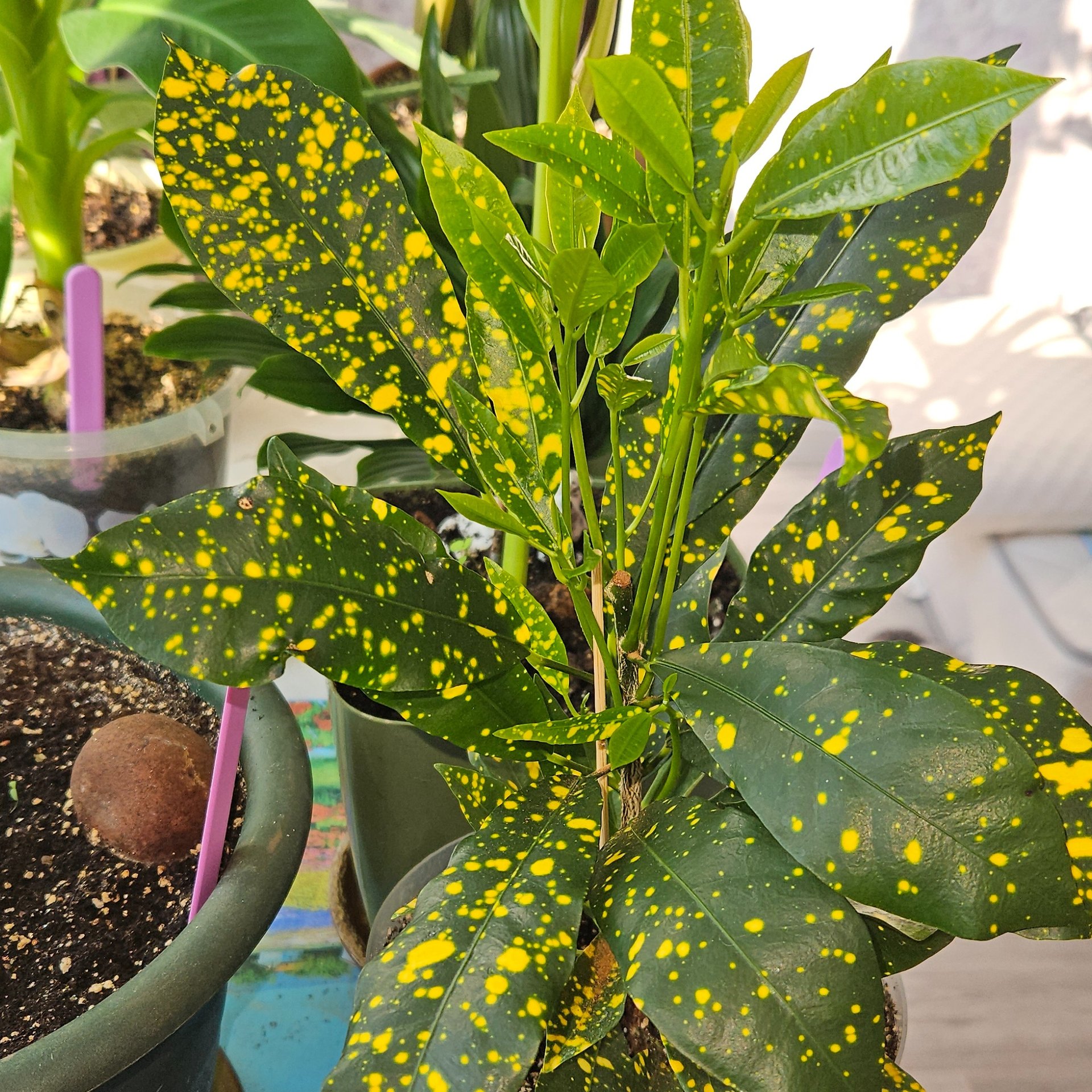 Codiaeum - Gold Star