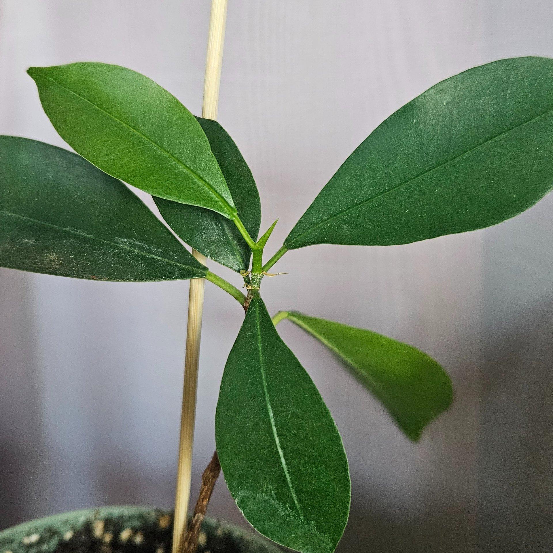 Ficus - Microcarpa