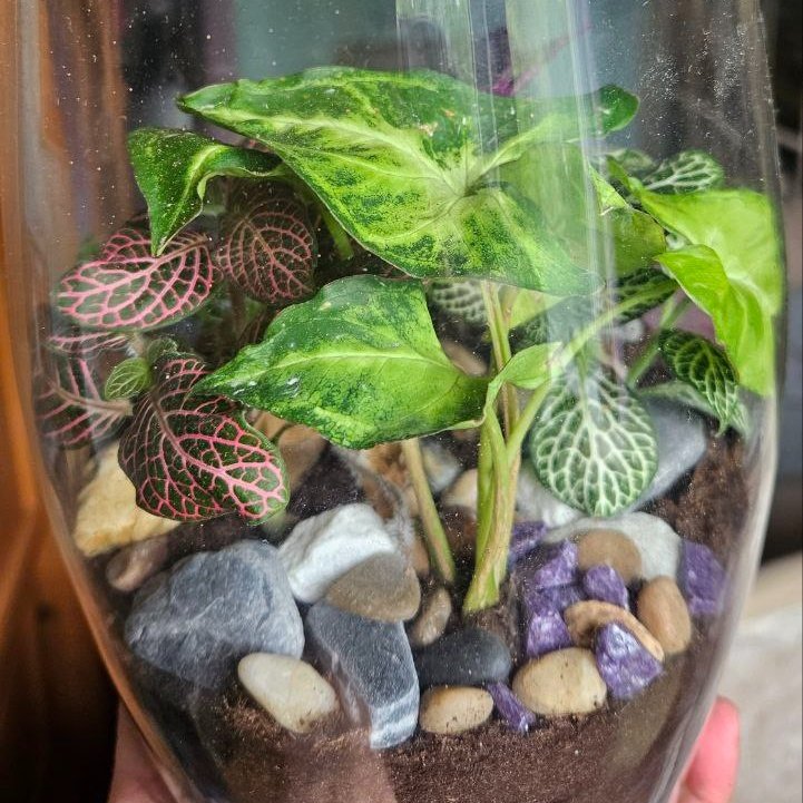 Syngonium - Green Robusta