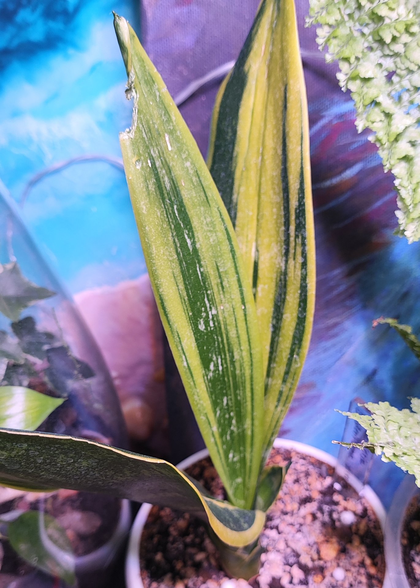 Sansevieria - Golden Flame