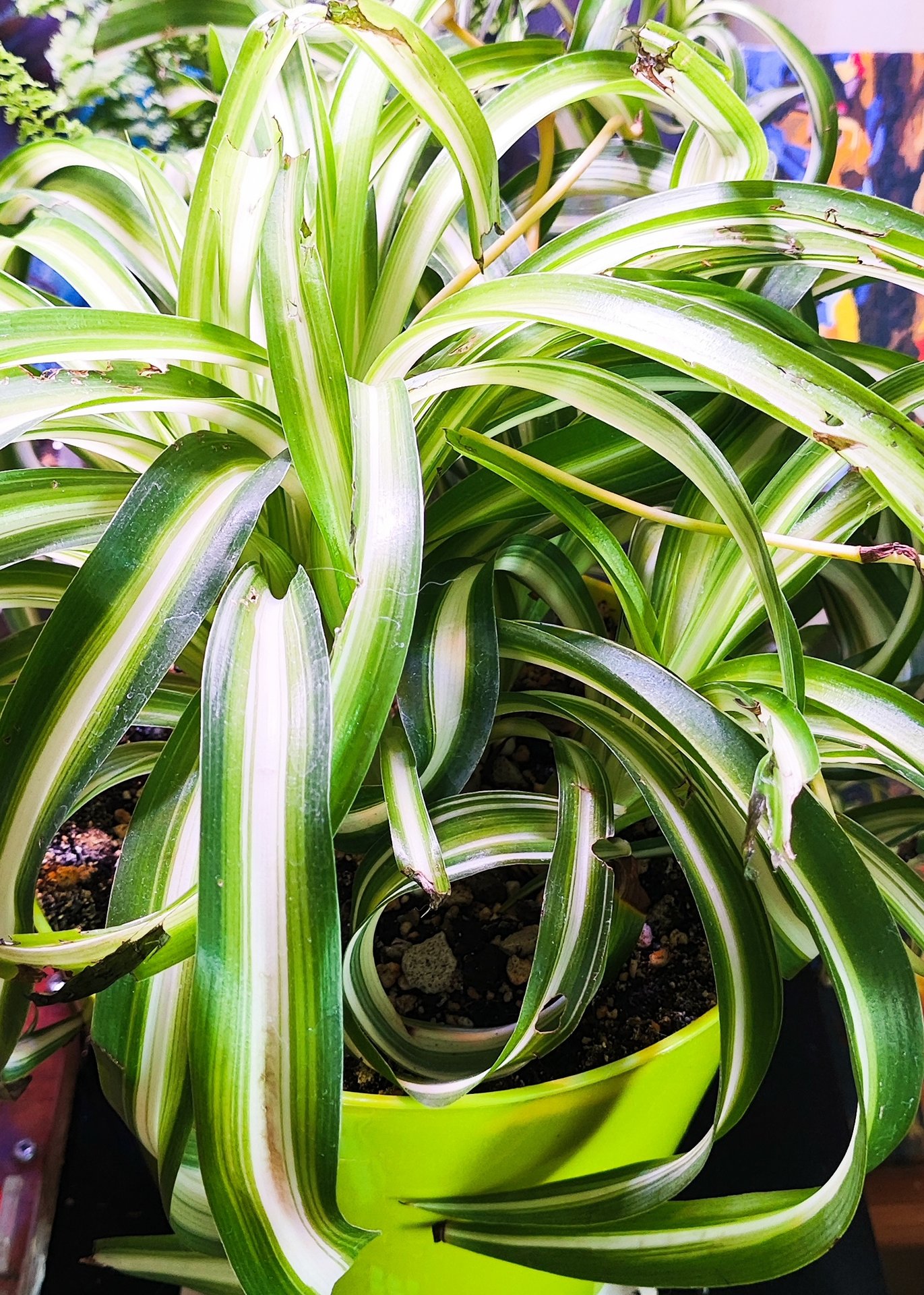 Chlorophytum - Bonnie