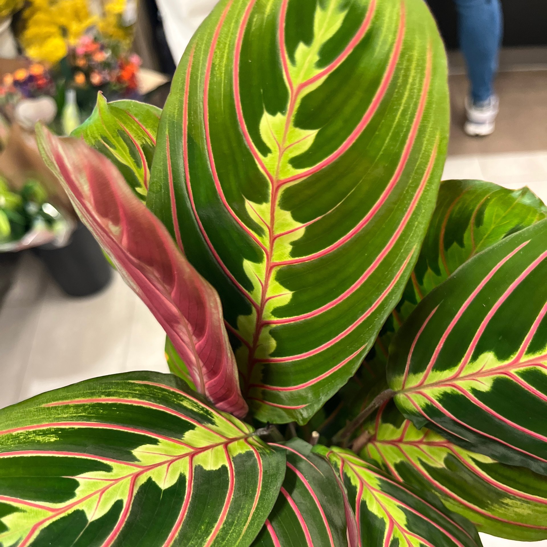 Maranta