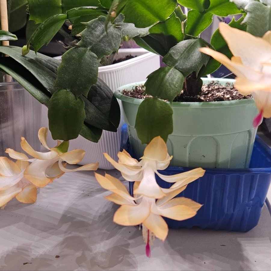 Schlumbergera - Gold Inkies
