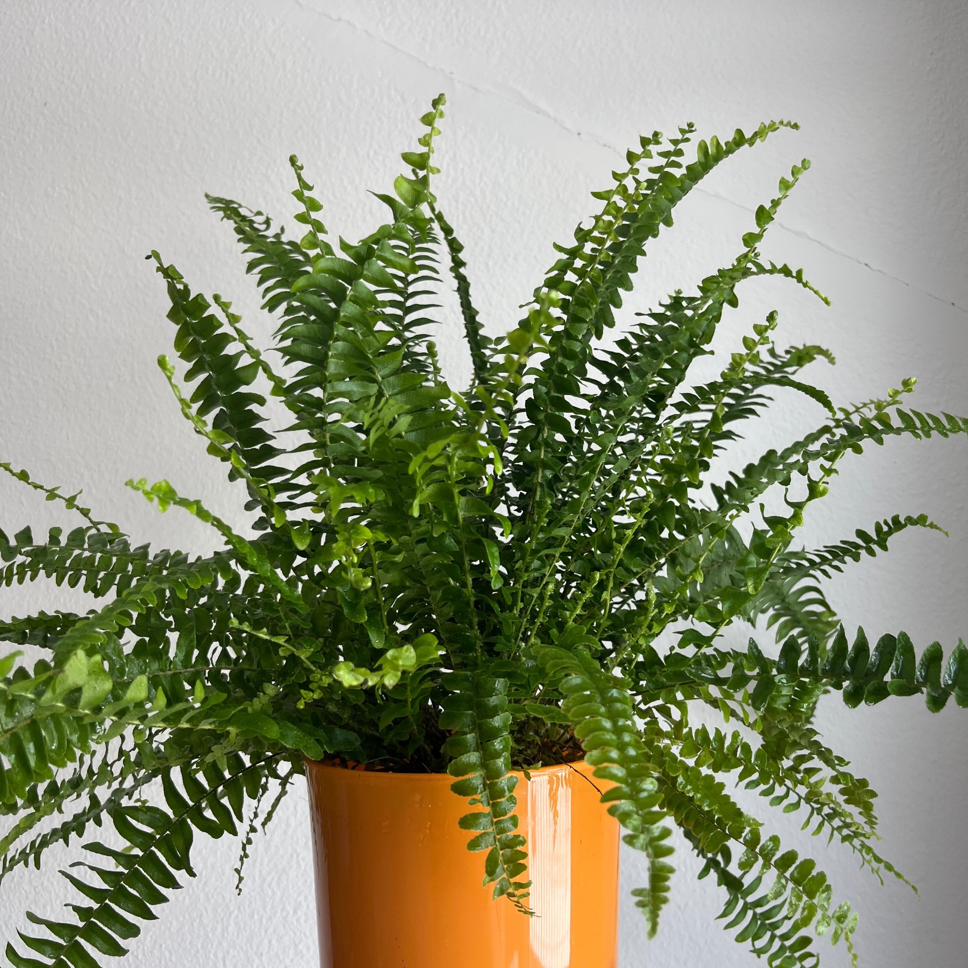 Nephrolepis - Compacta