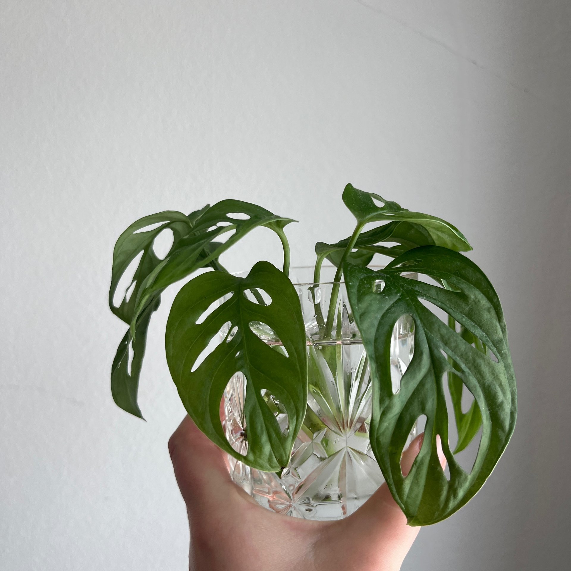 Monstera - Monkey Mask