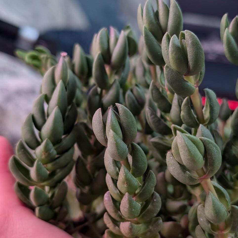 Crassula