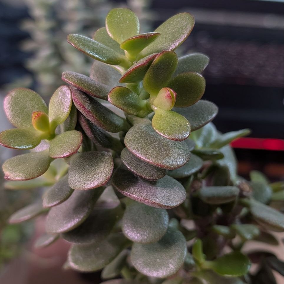 Crassula