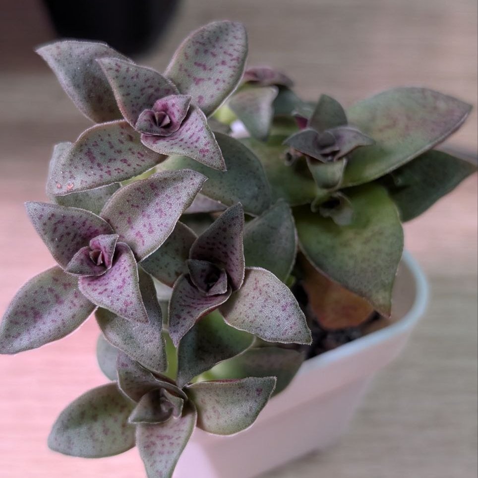 Crassula