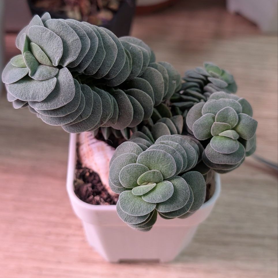 Crassula