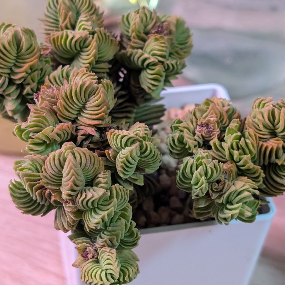 Crassula