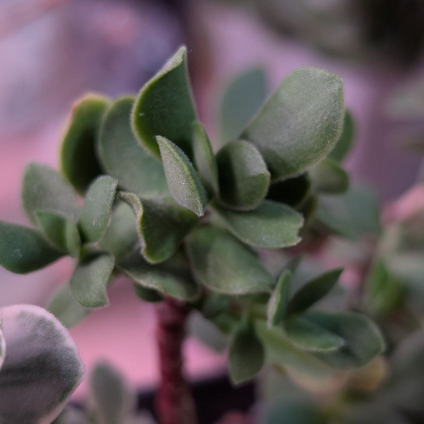 Crassula