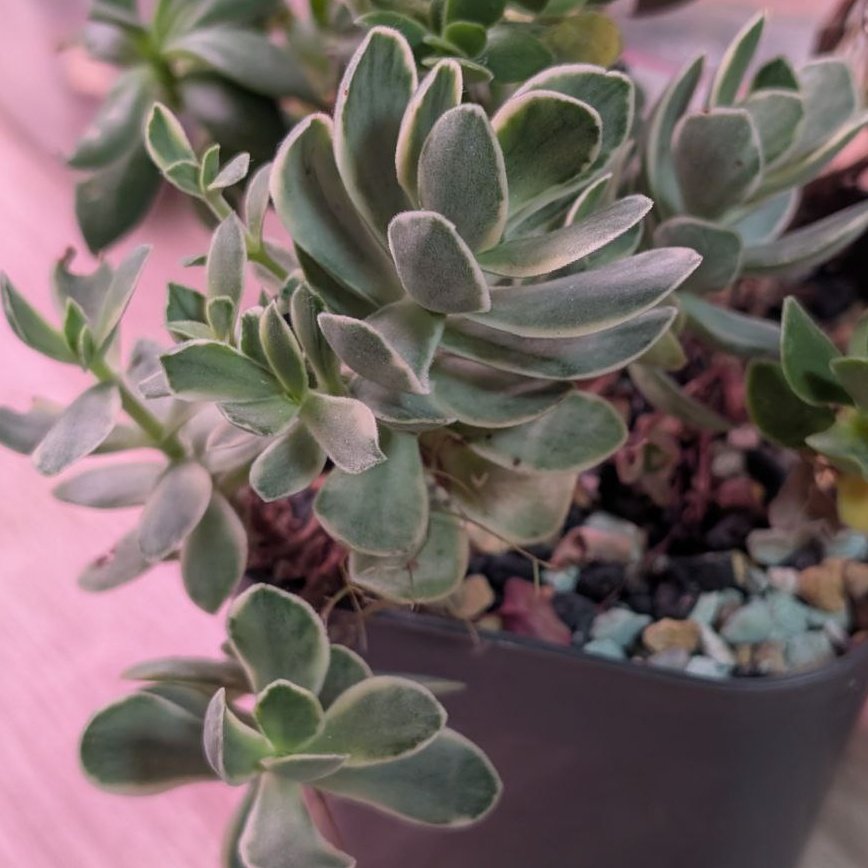 Crassula