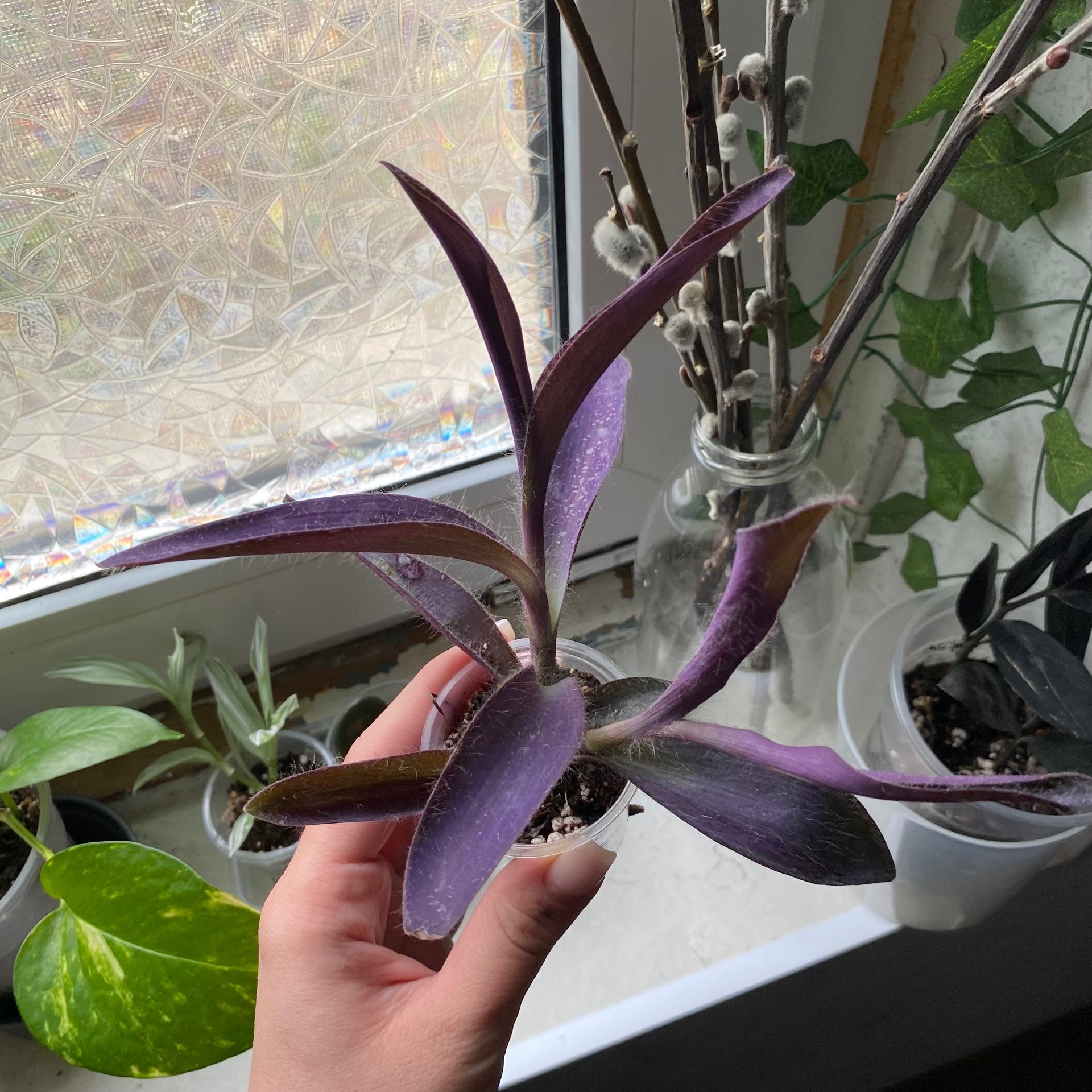 Tradescantia / Rhoeo