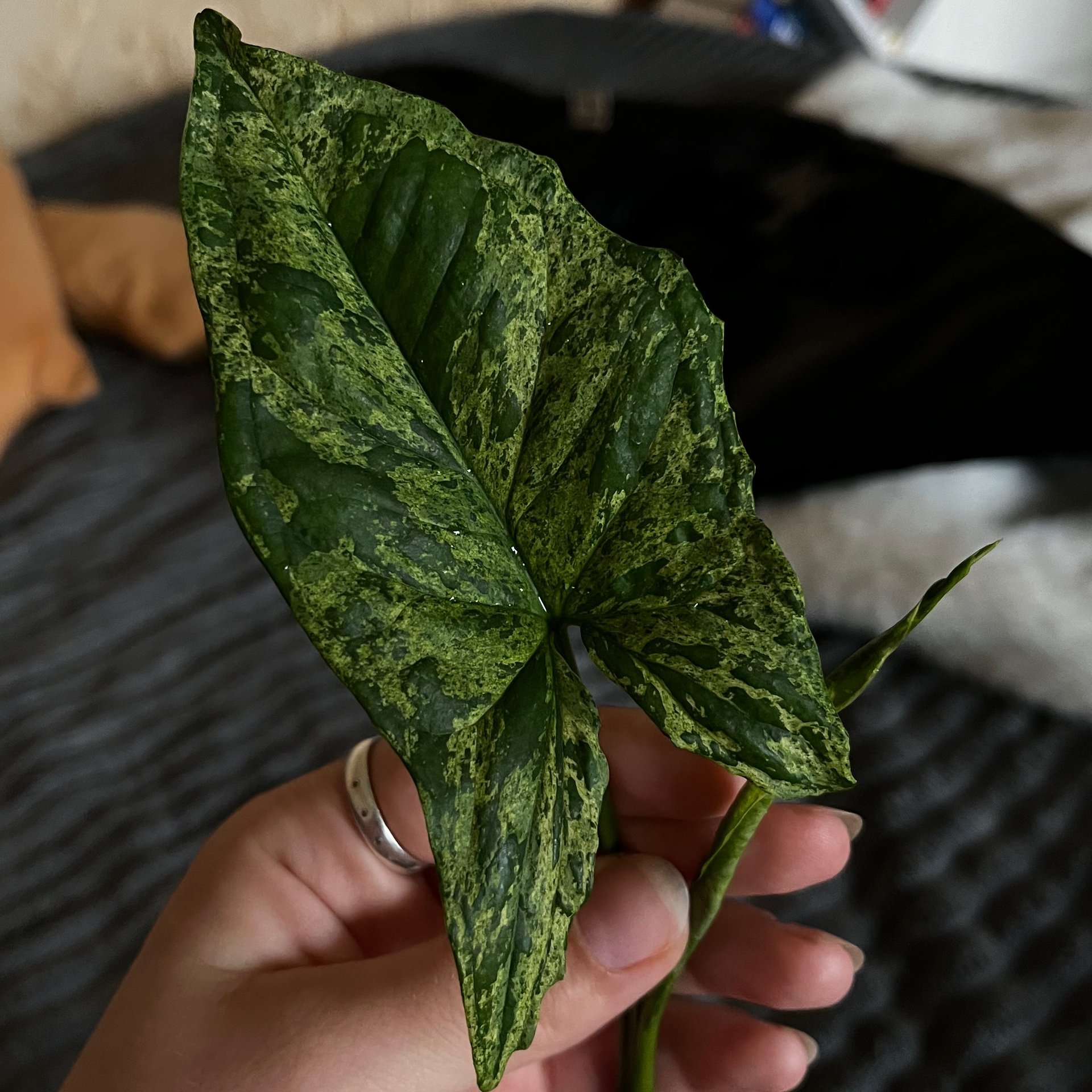 Syngonium