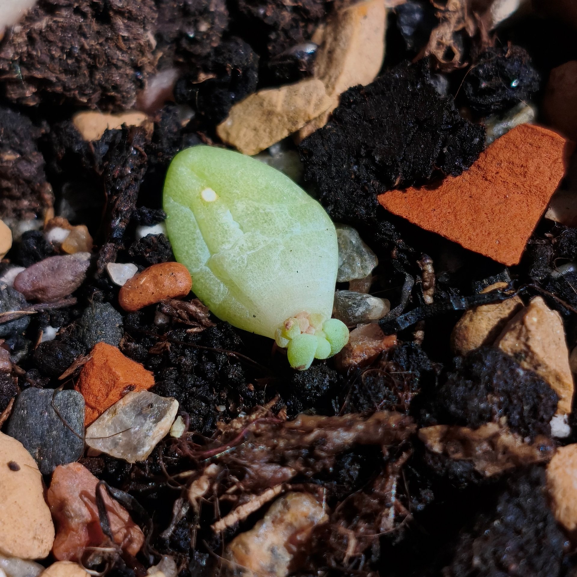 Sedum