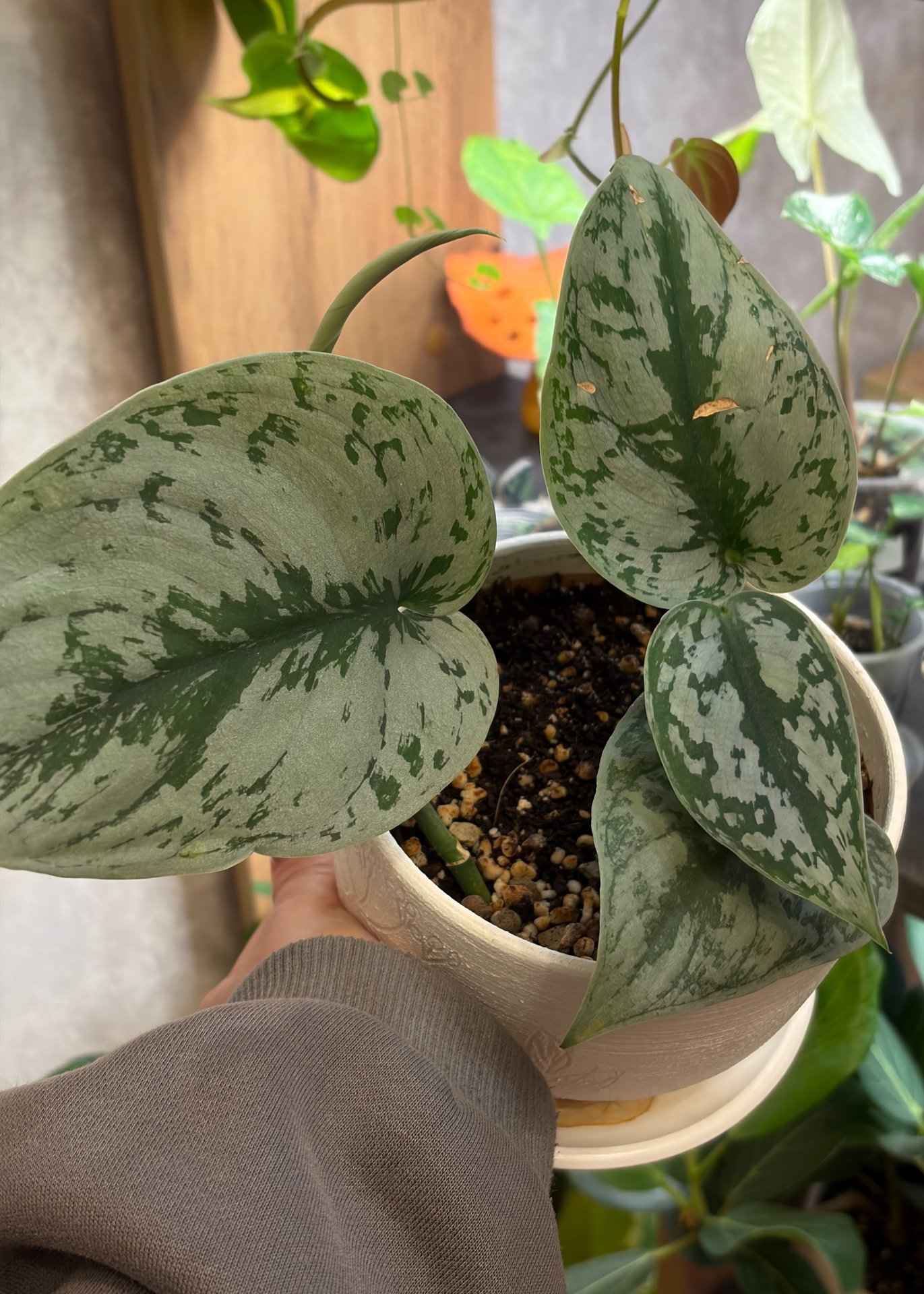 Scindapsus