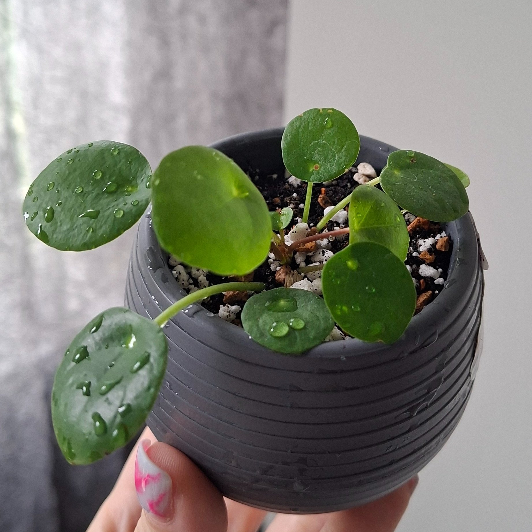 Pilea