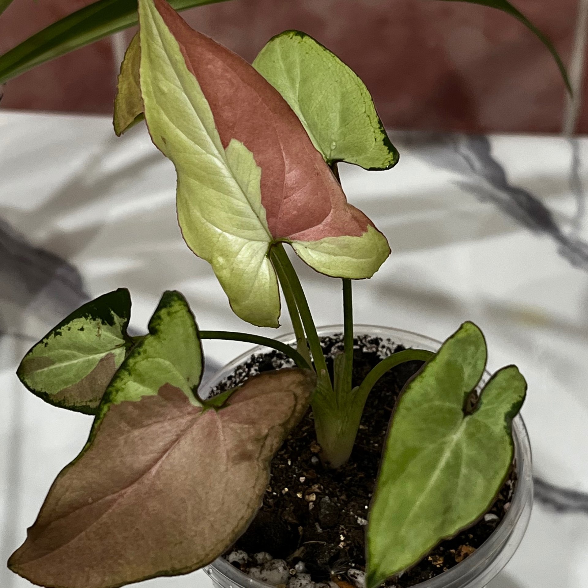 Syngonium