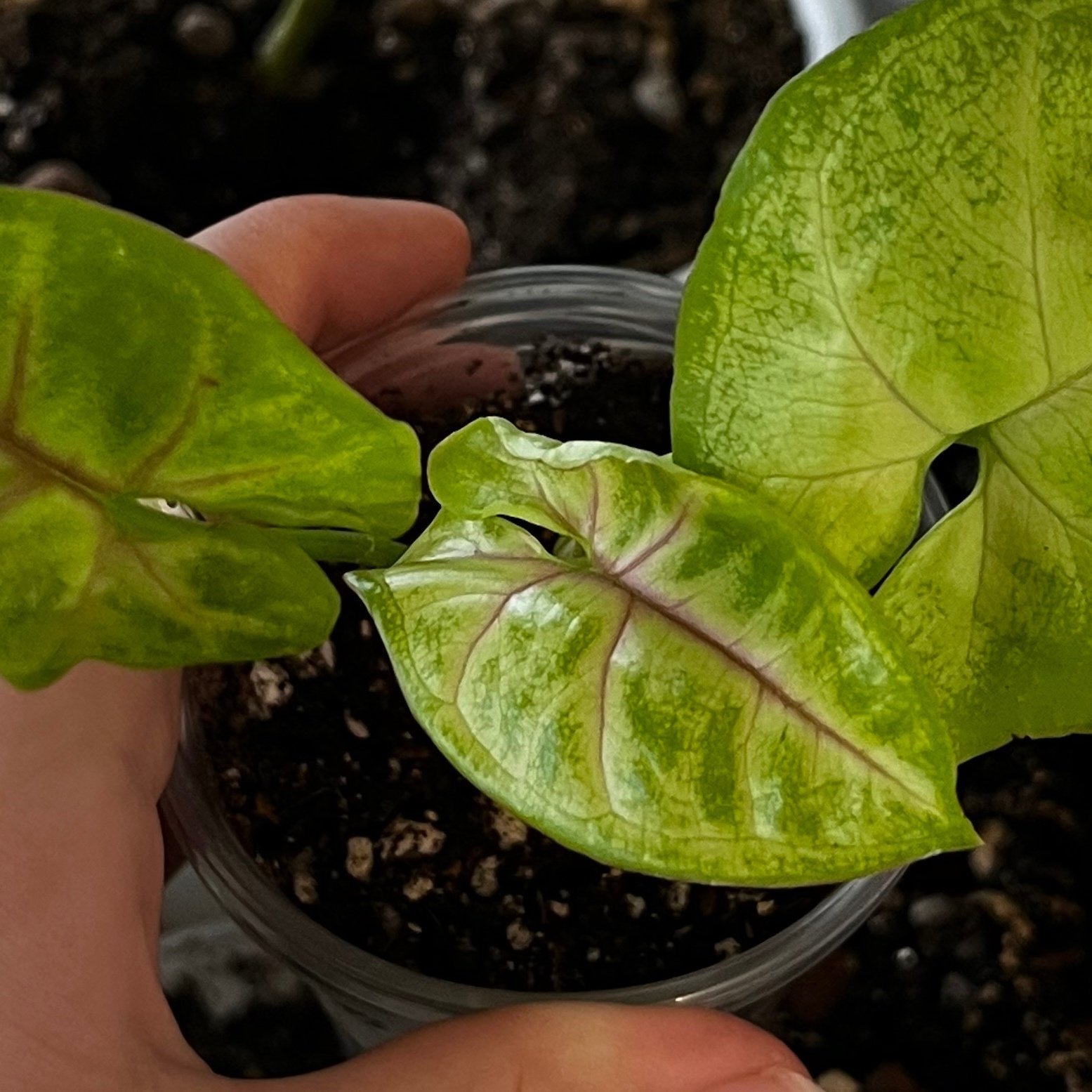 Syngonium