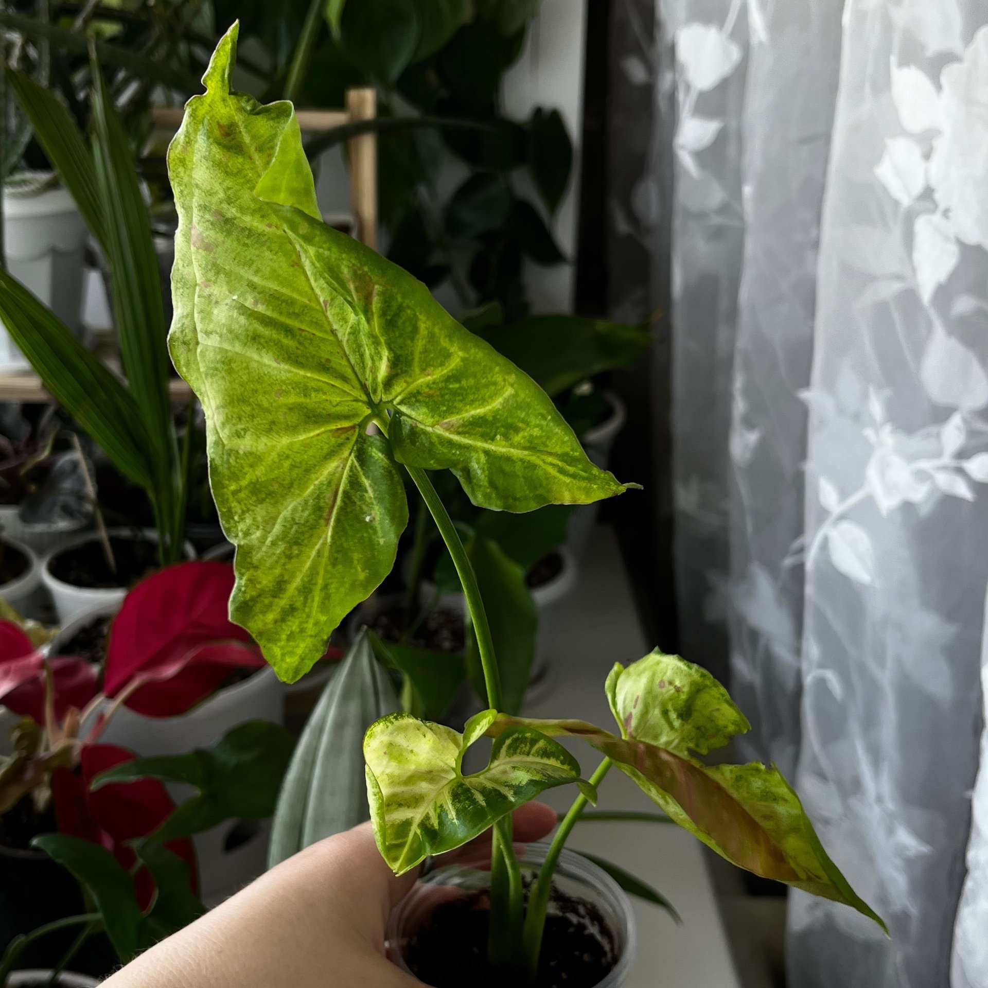 Syngonium