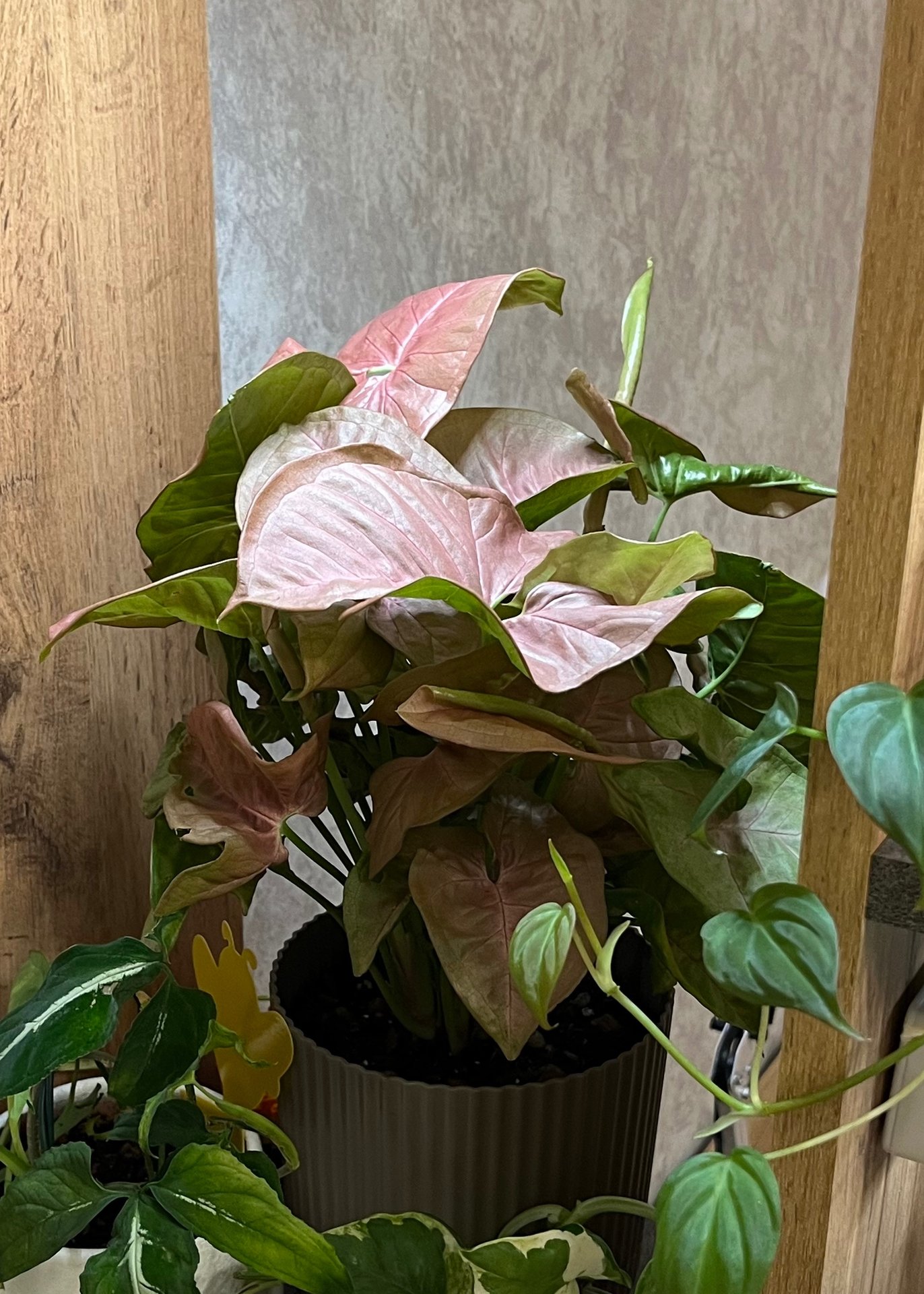 Syngonium