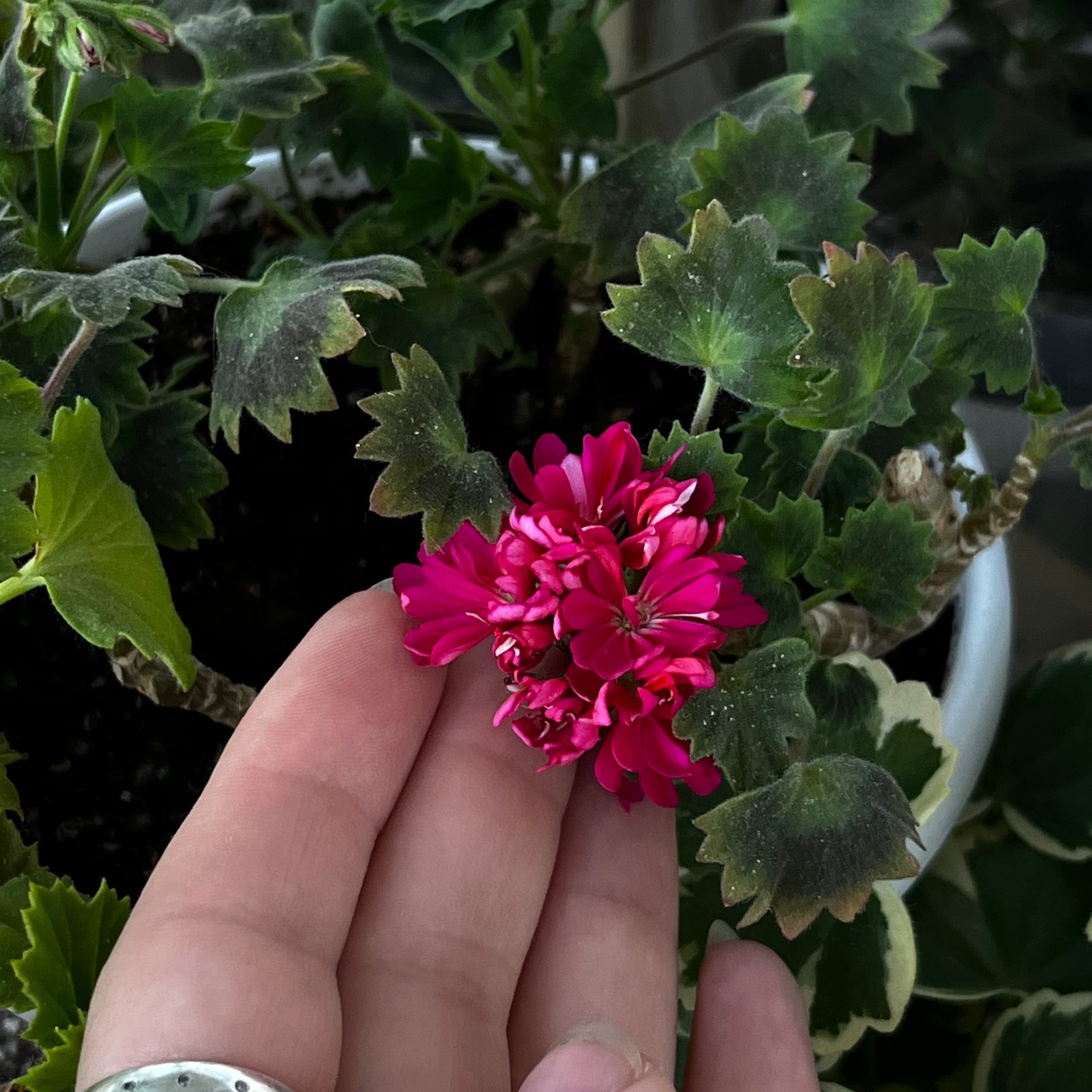 Pelargonium