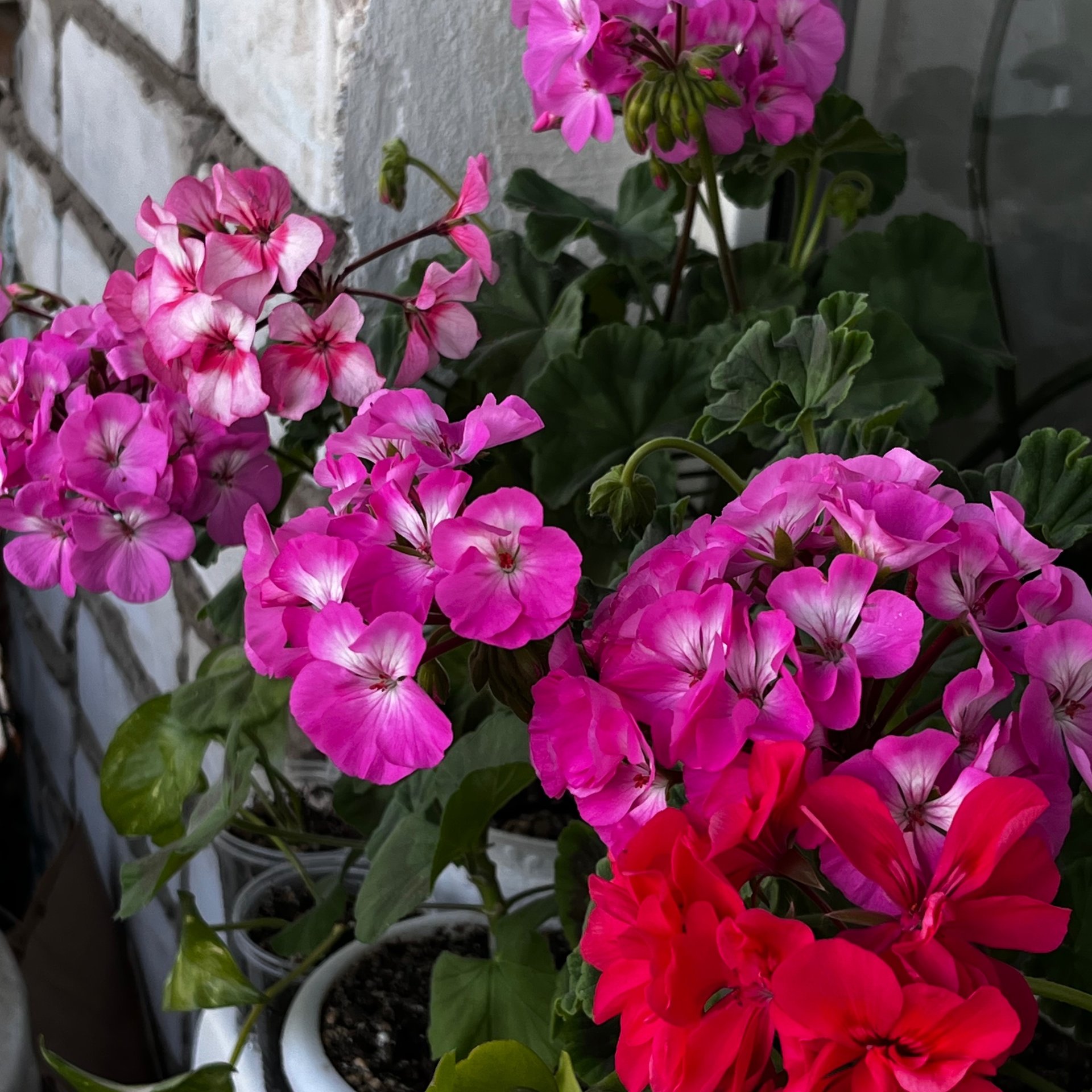 Pelargonium