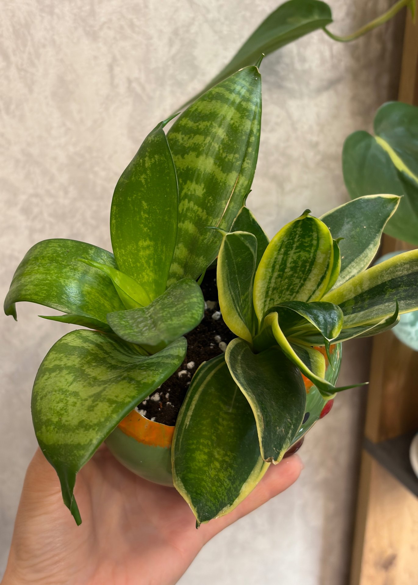 Sansevieria
