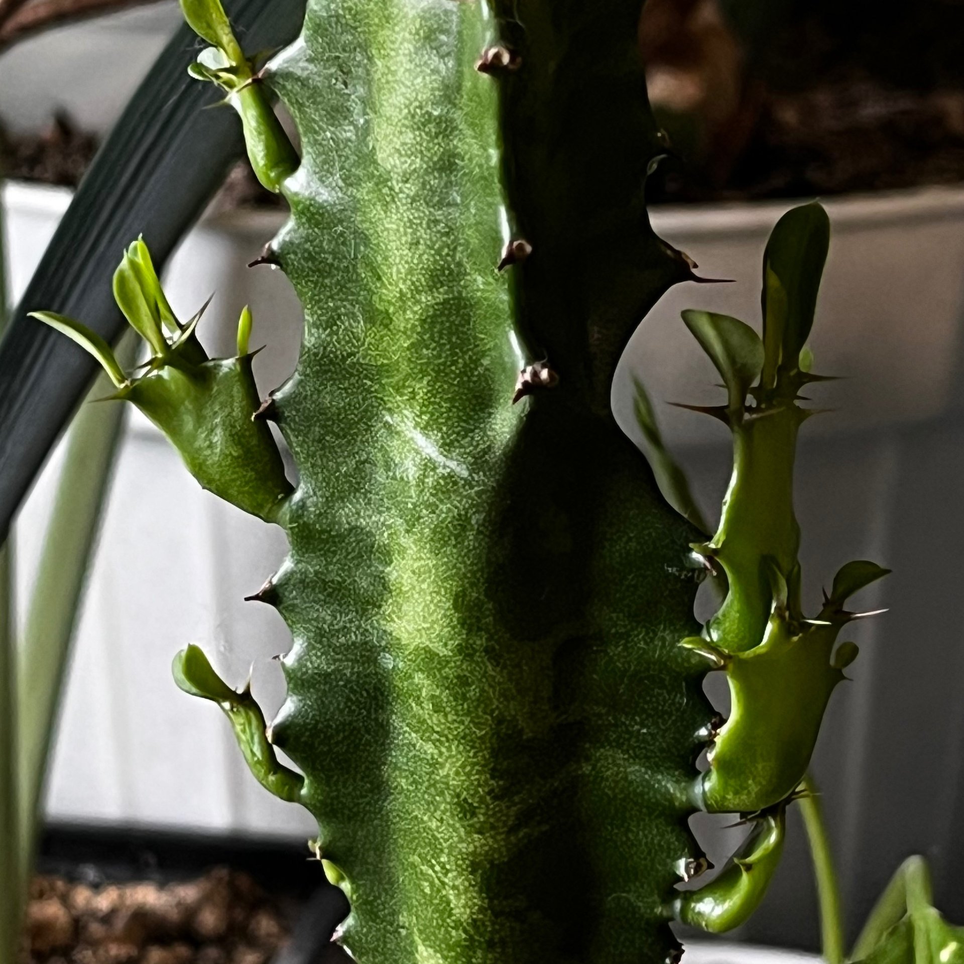 Euphorbia