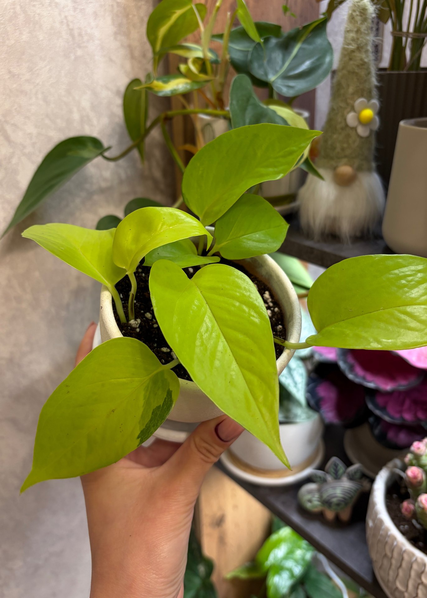 Epipremnum