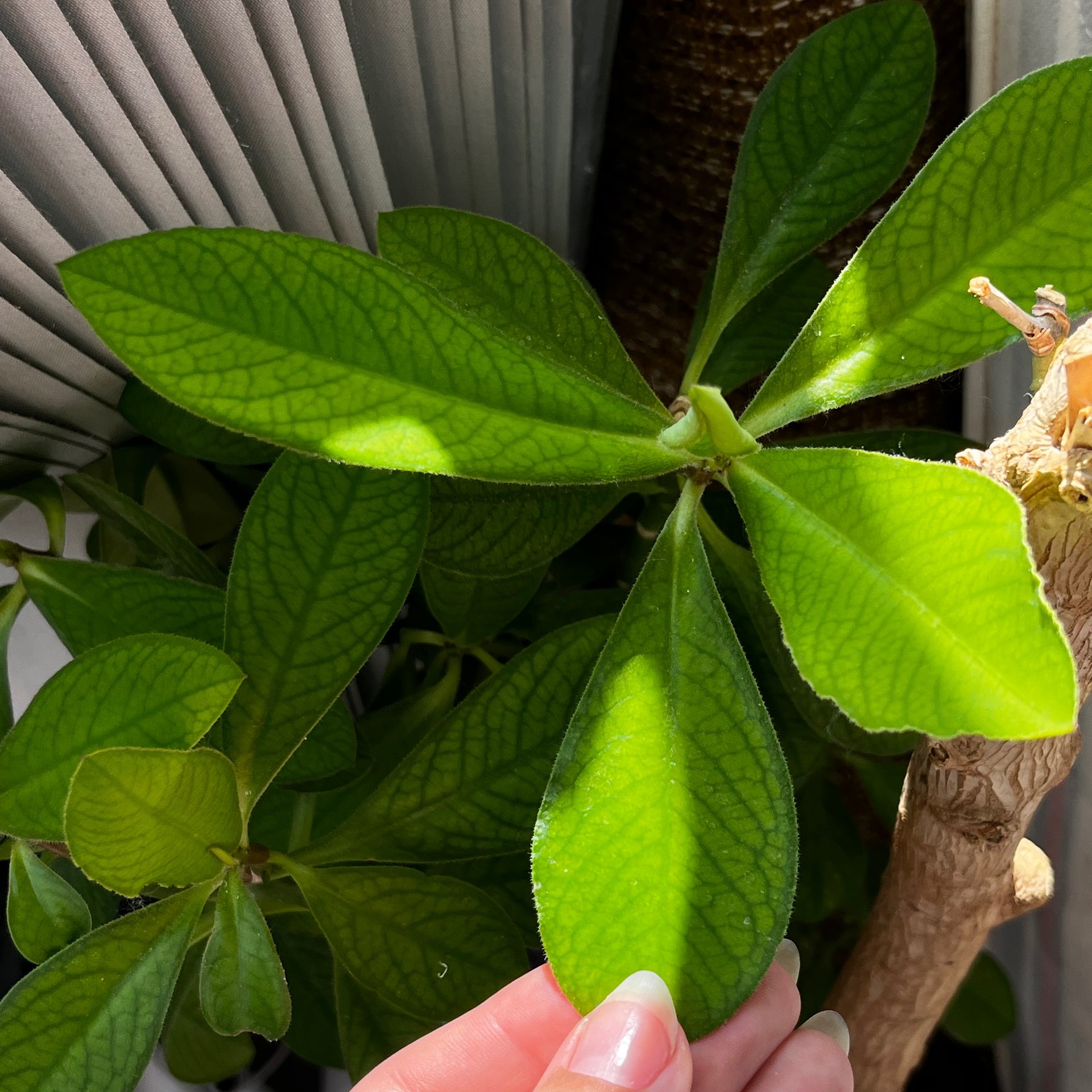 Euphorbia