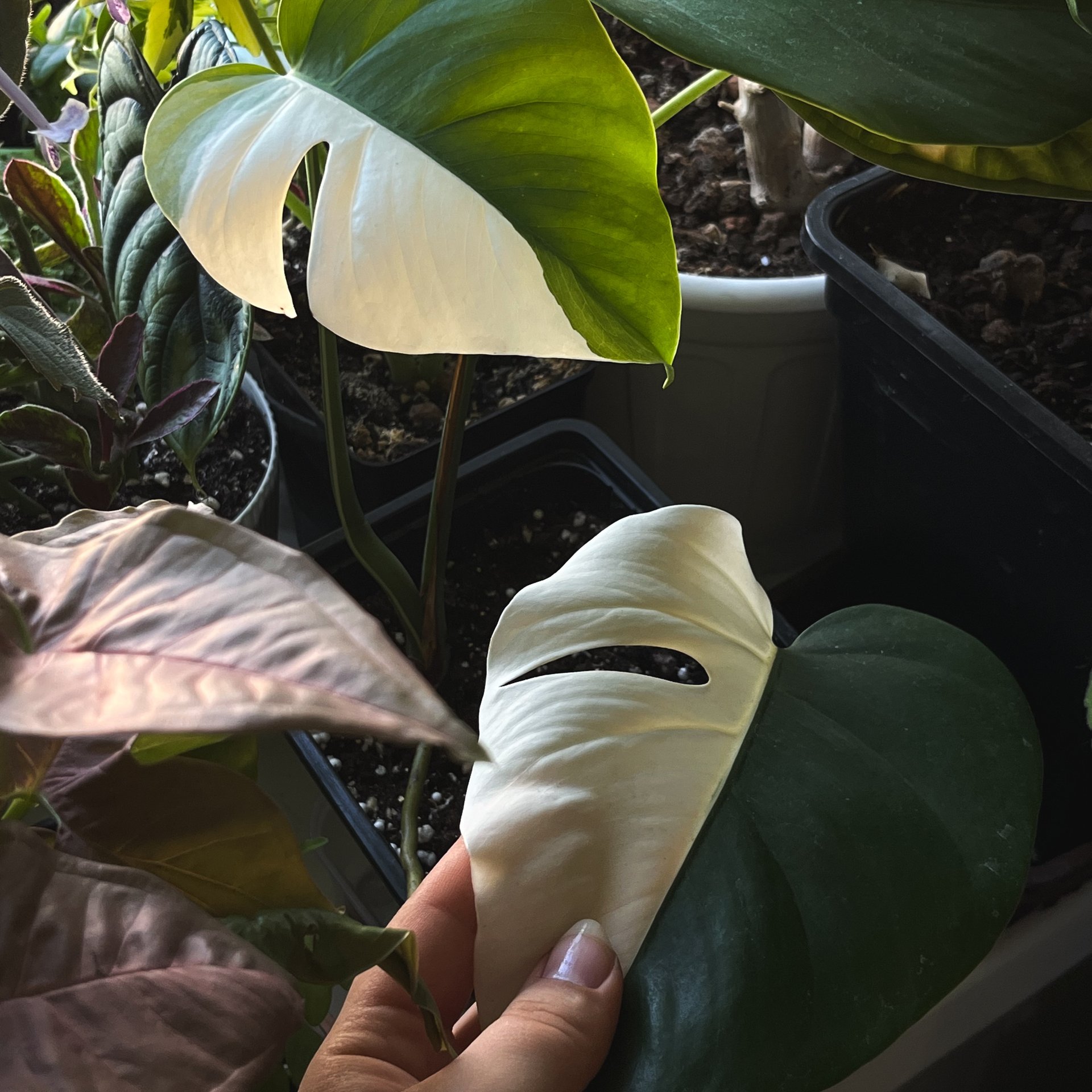 Monstera