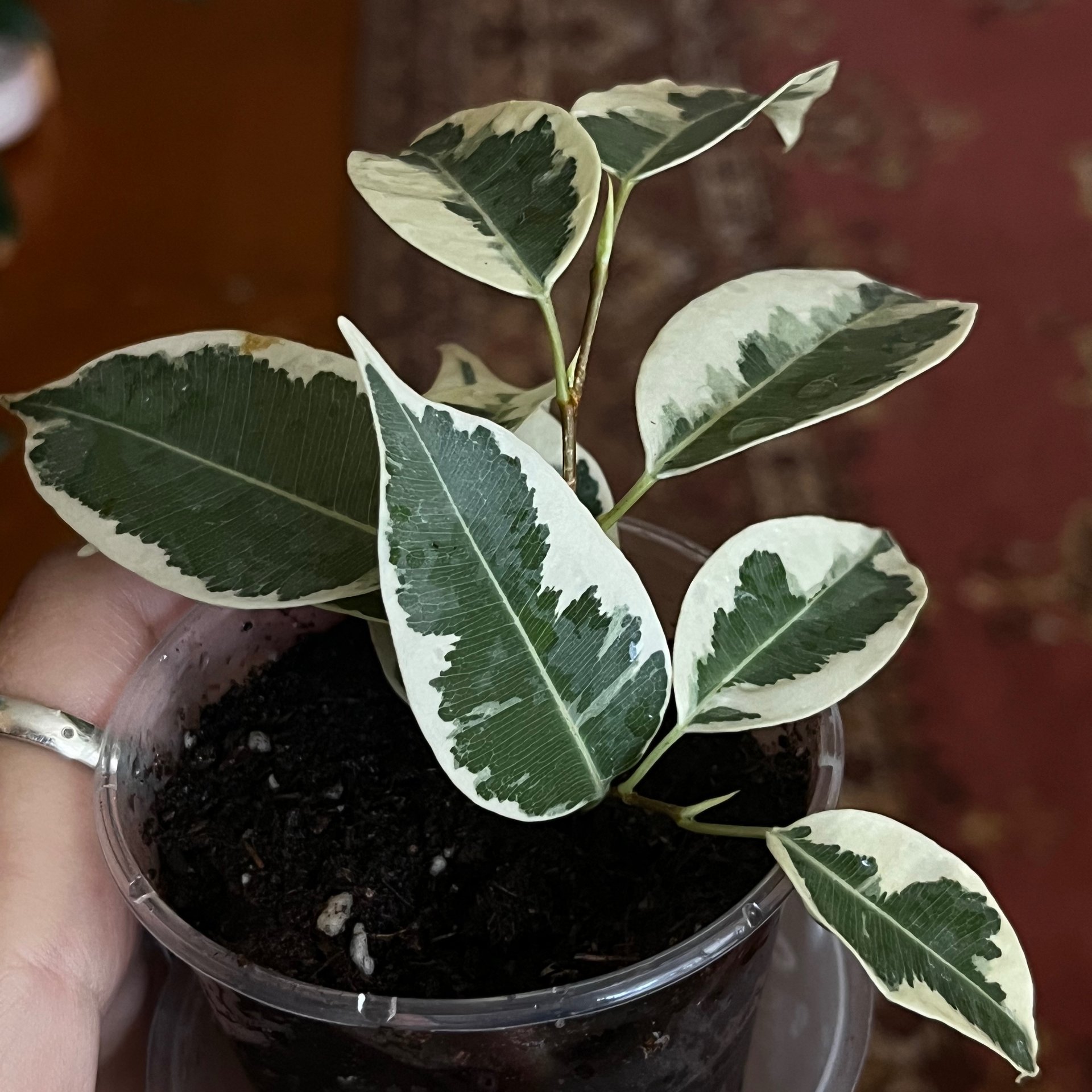 Ficus