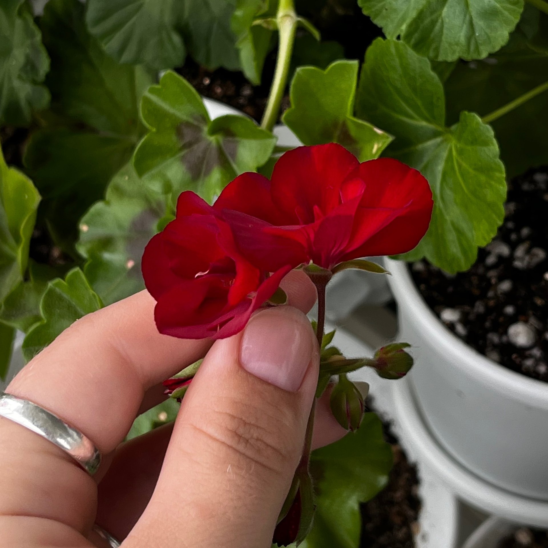 Pelargonium