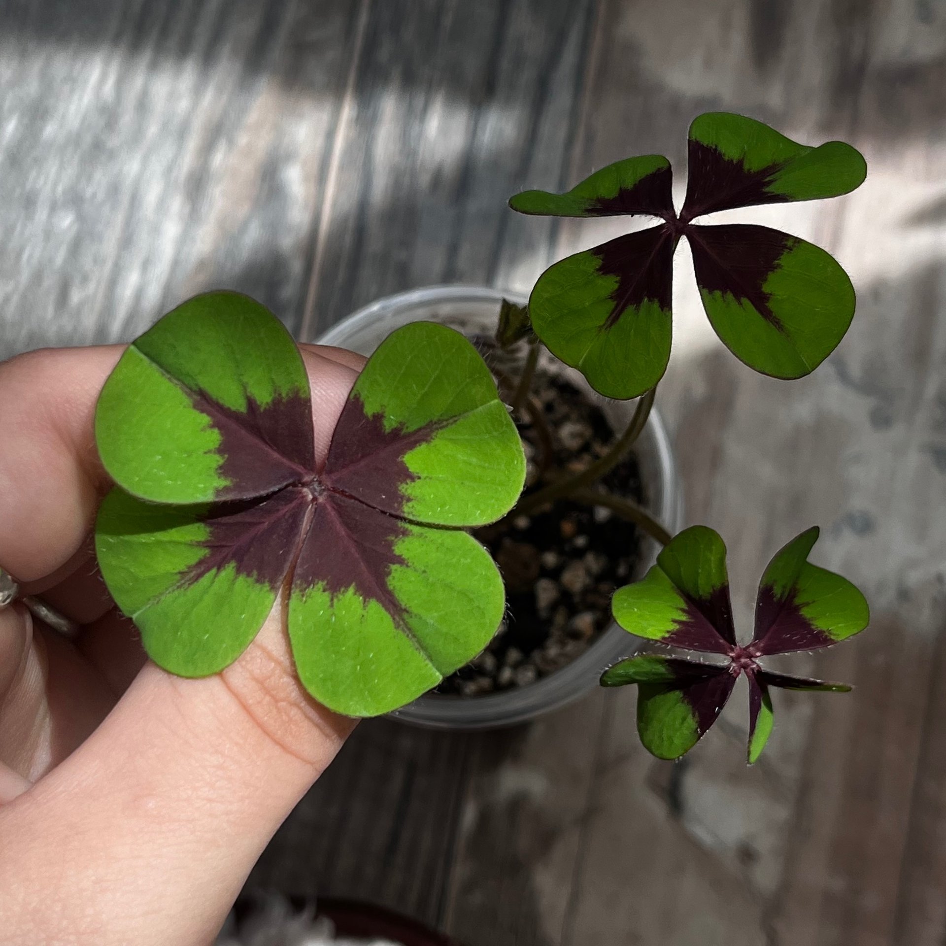 Oxalis