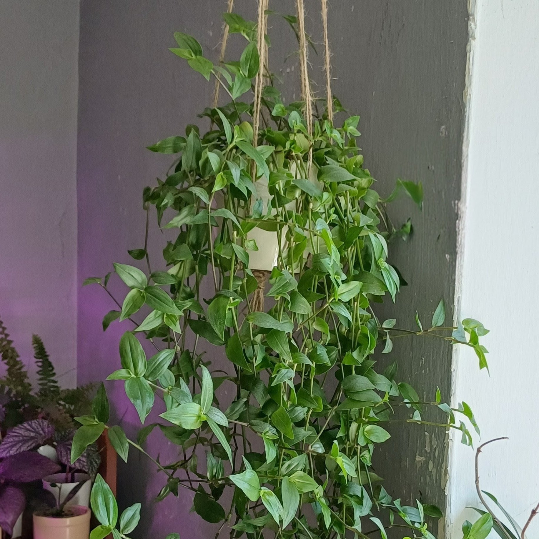 Tradescantia / Rhoeo