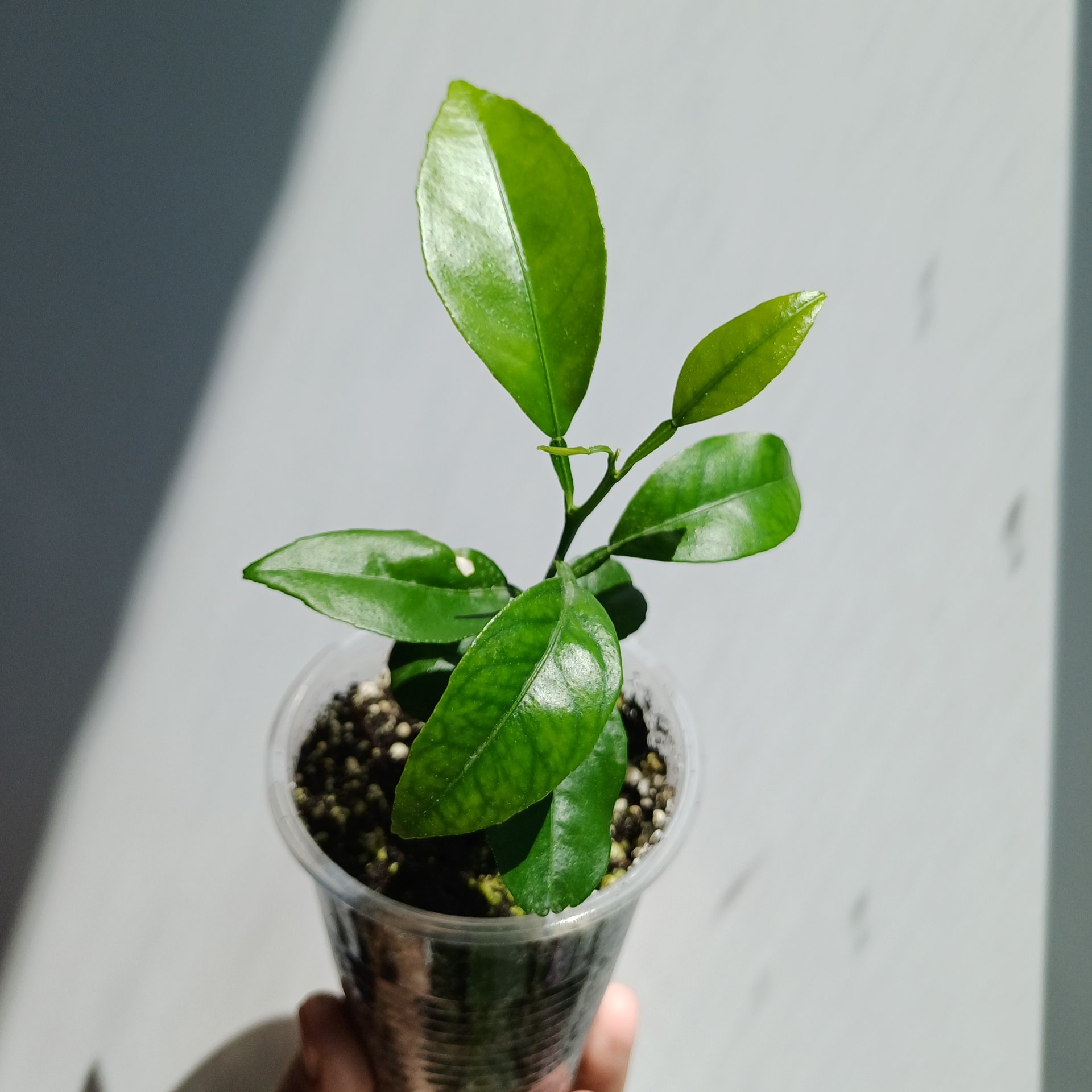 Citrus reticulata