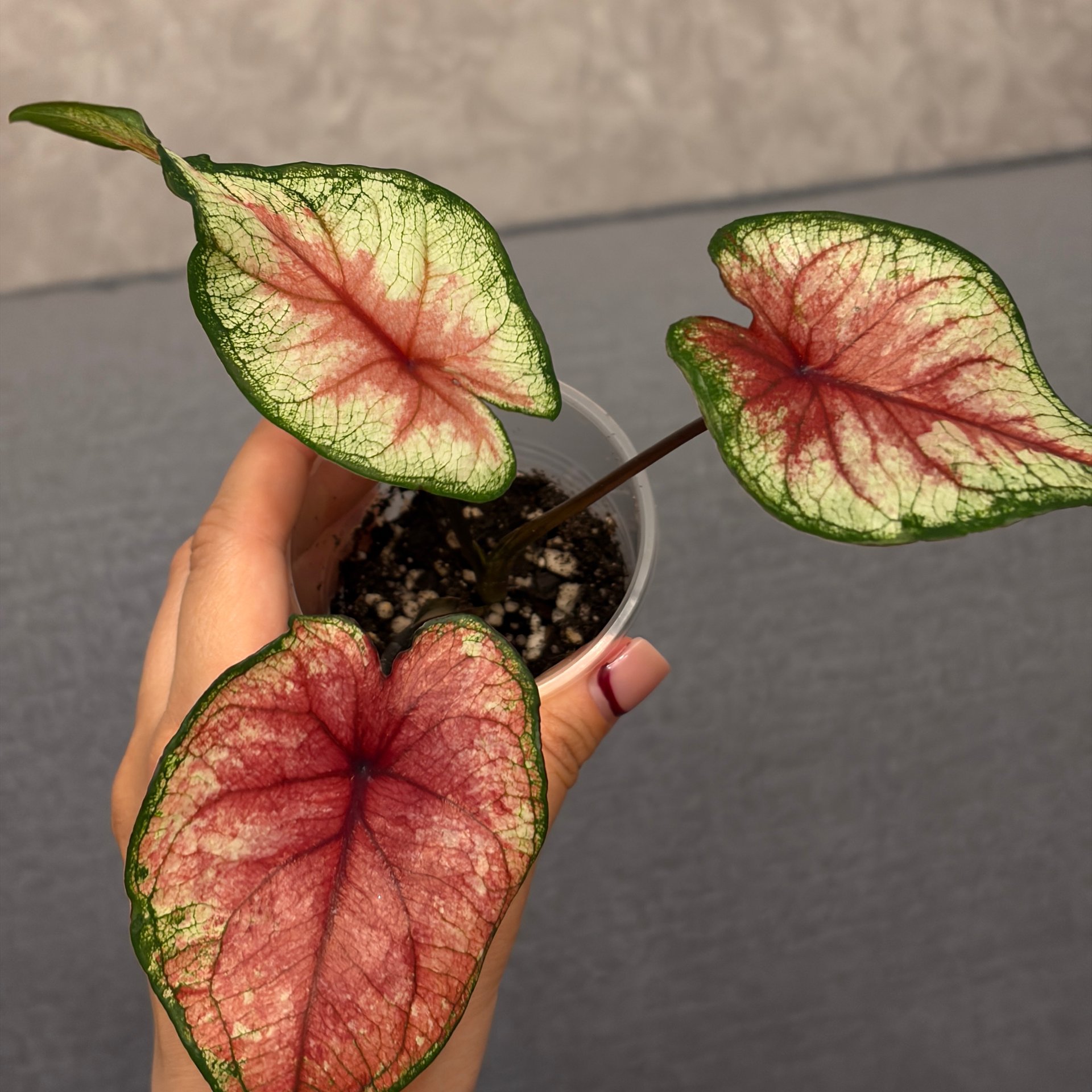 Caladium