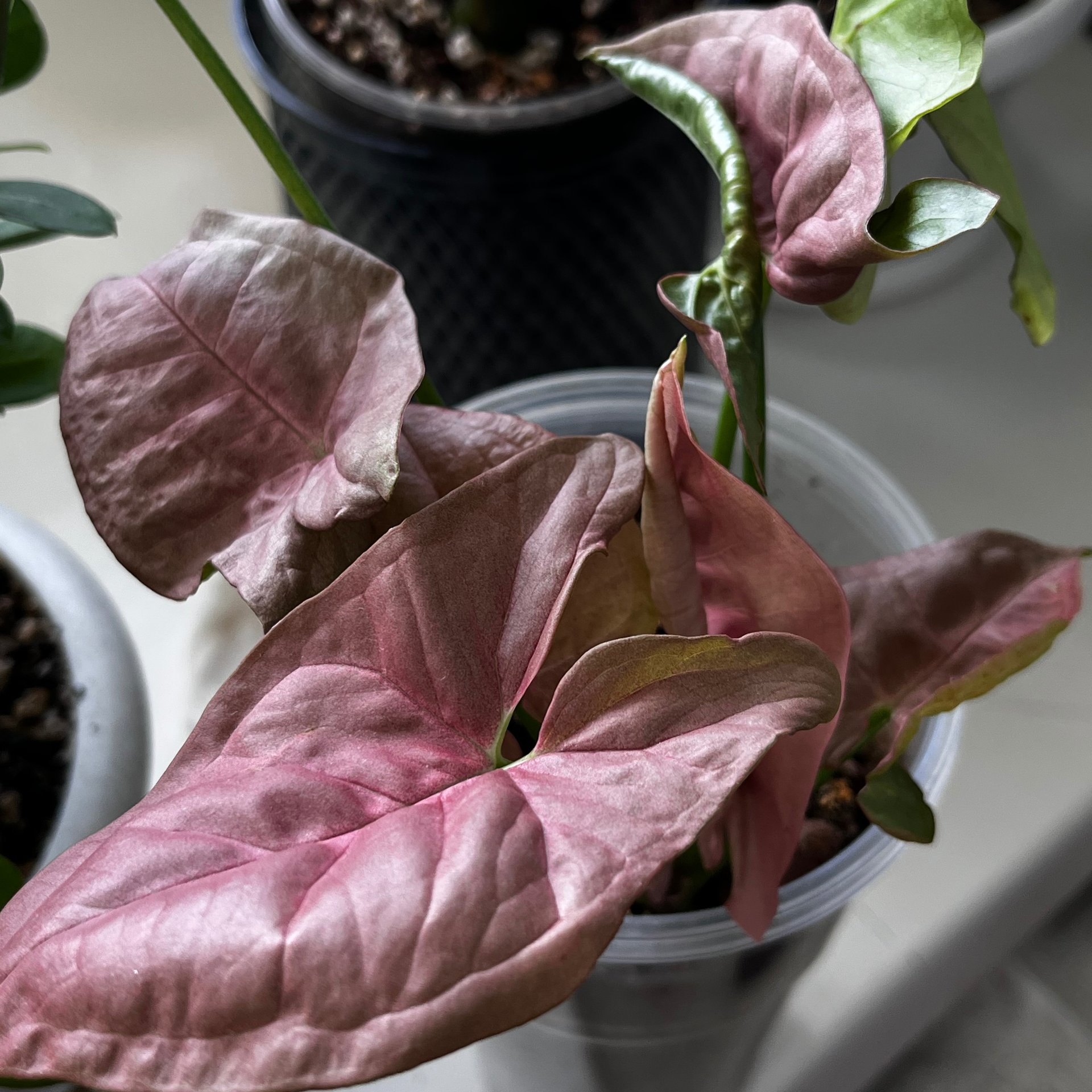 Syngonium