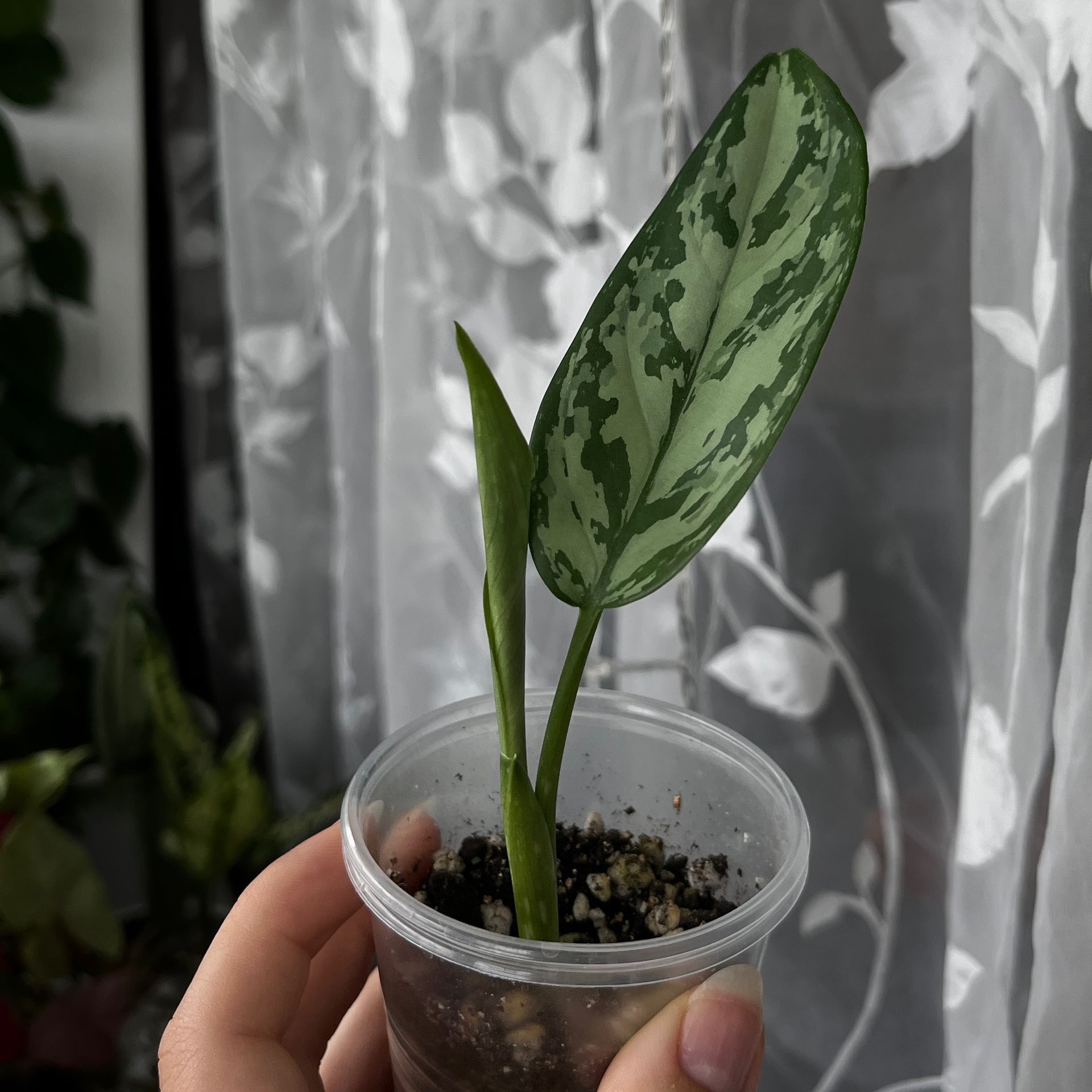 Aglaonema