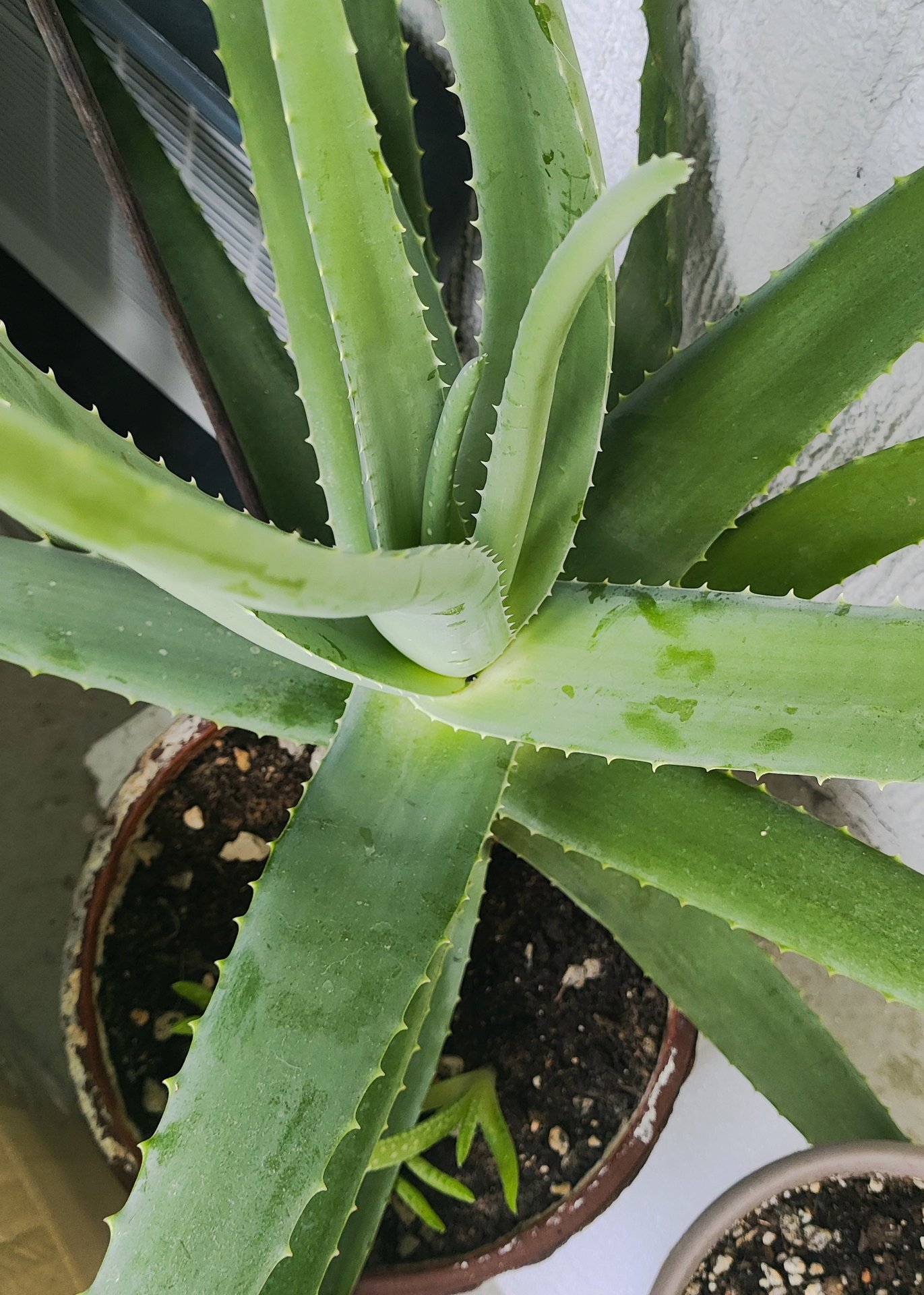 Aloe