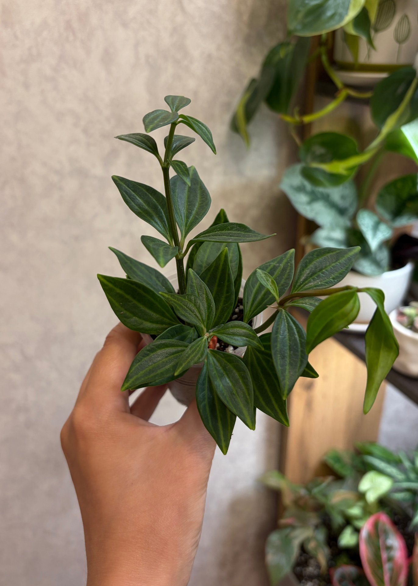 Peperomia