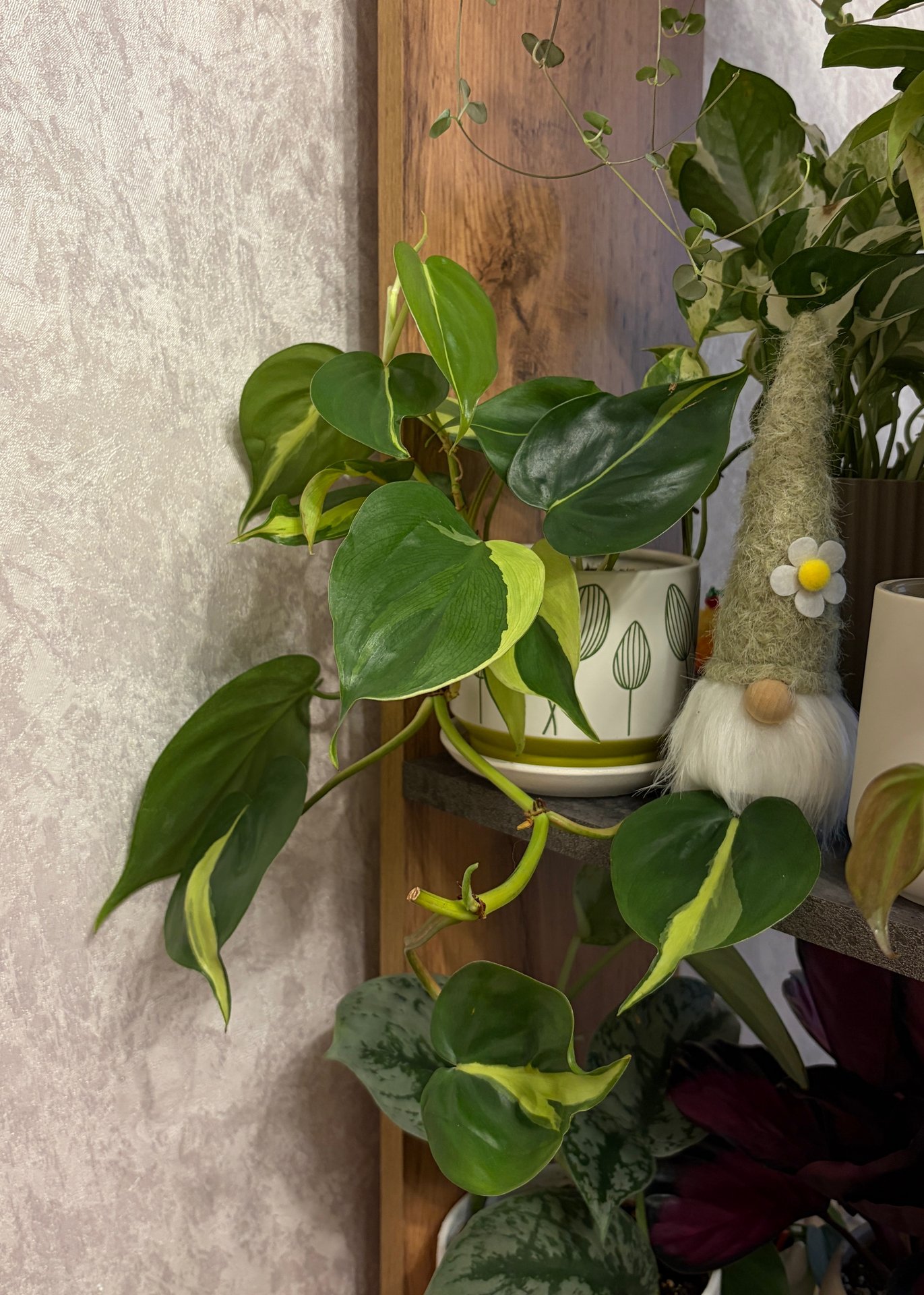 Philodendron